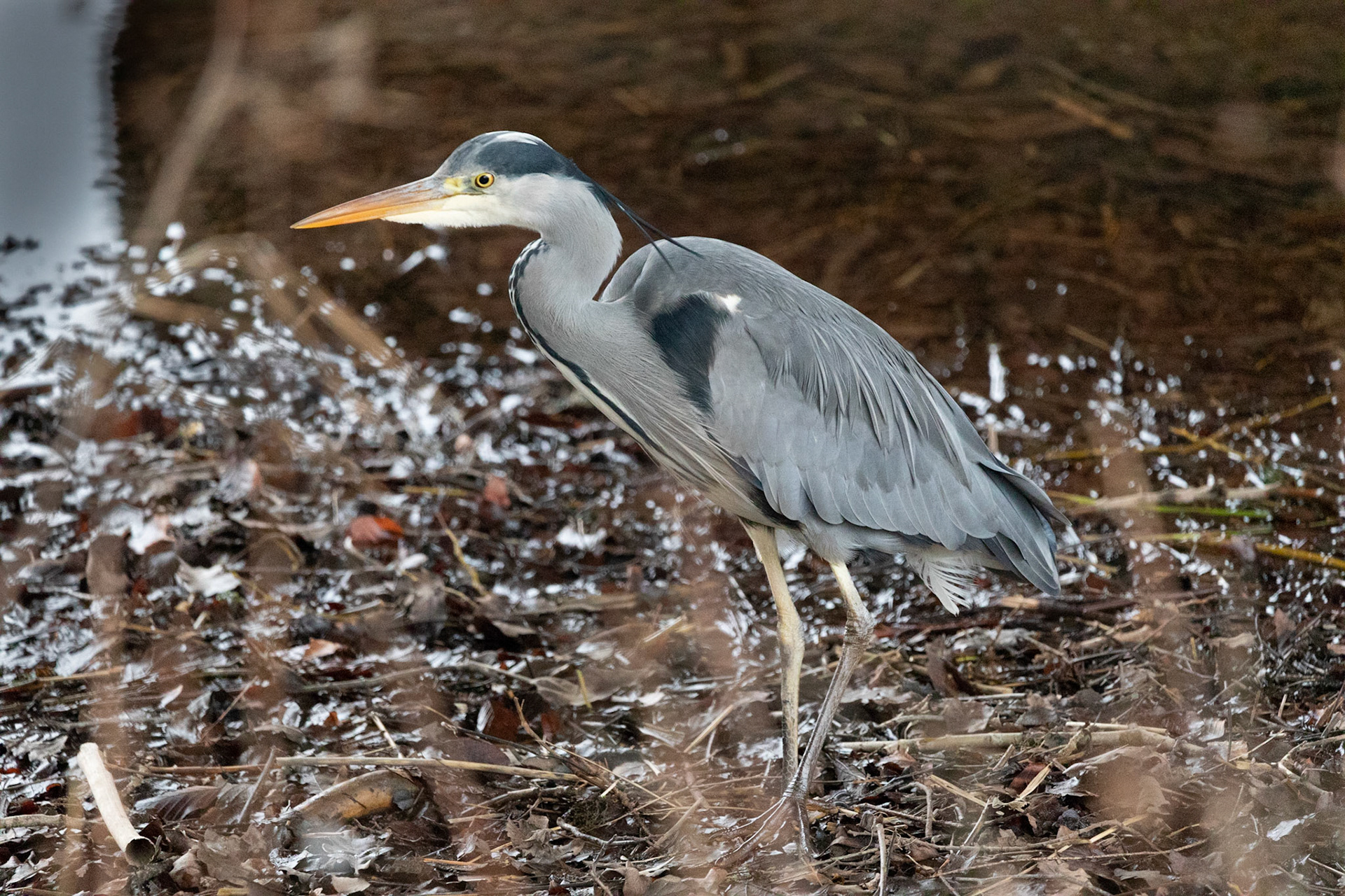 Grey Heron