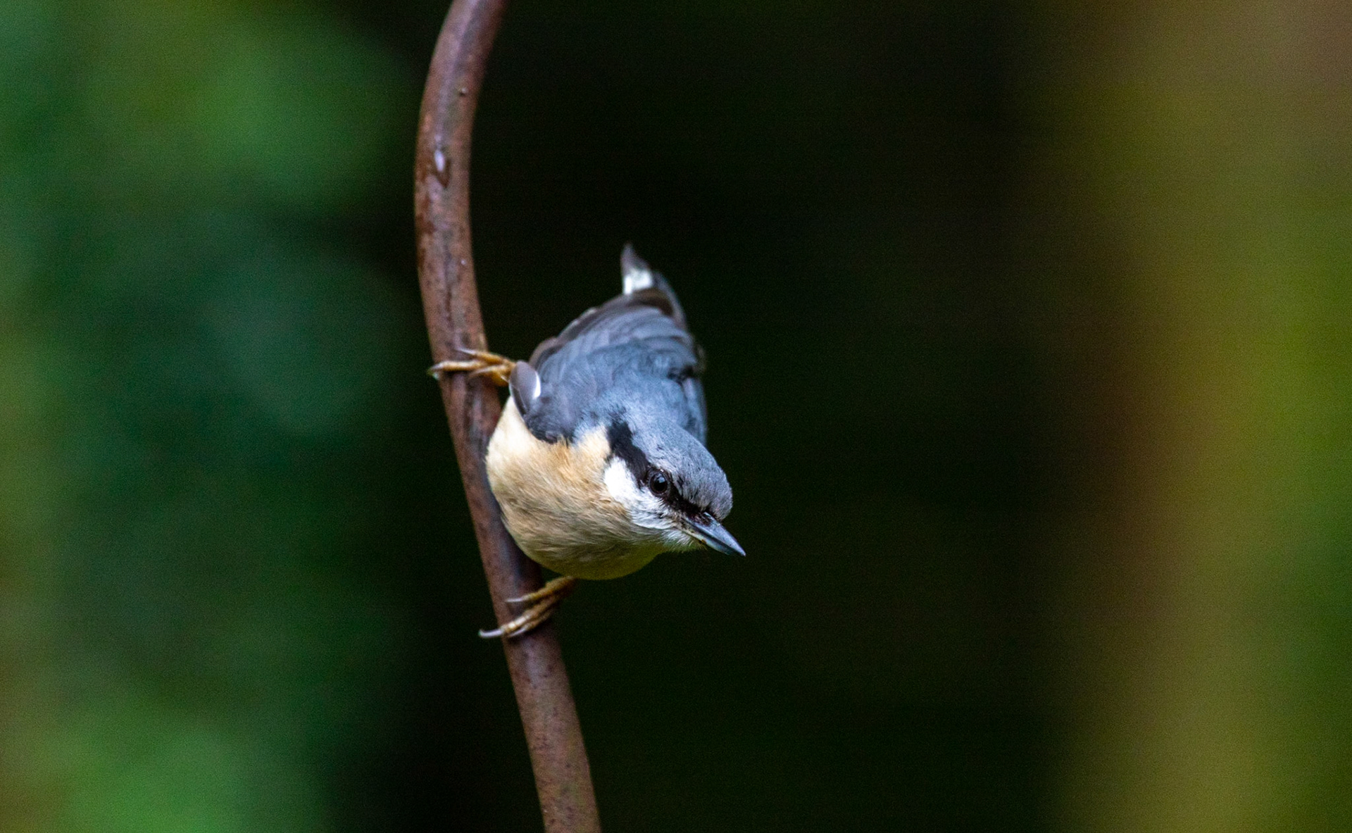 Nuthatch