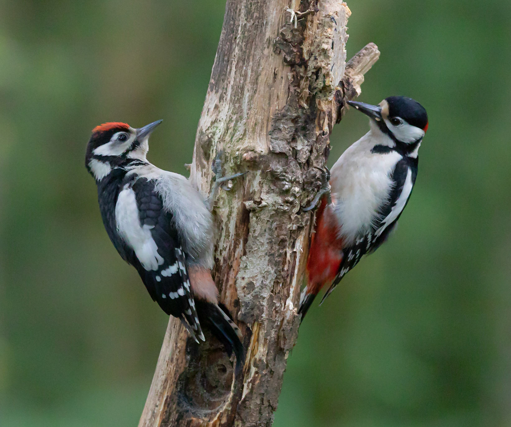 Great Spotted Woodpecker