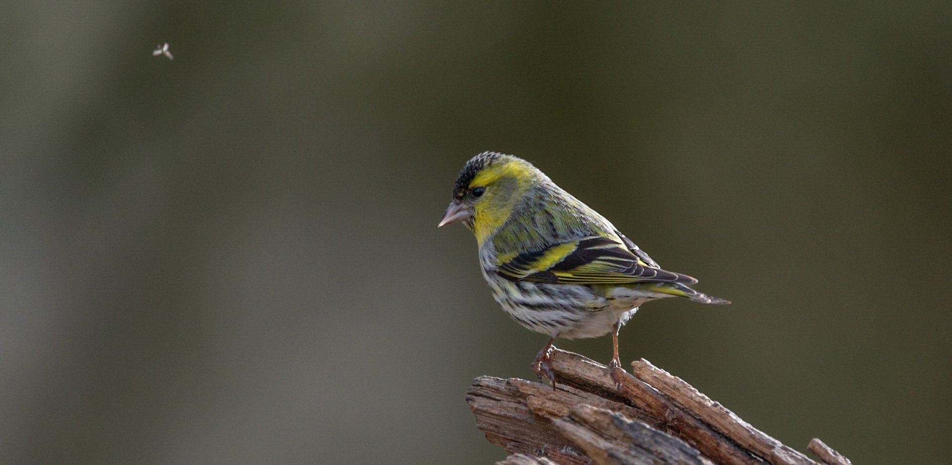 Siskin