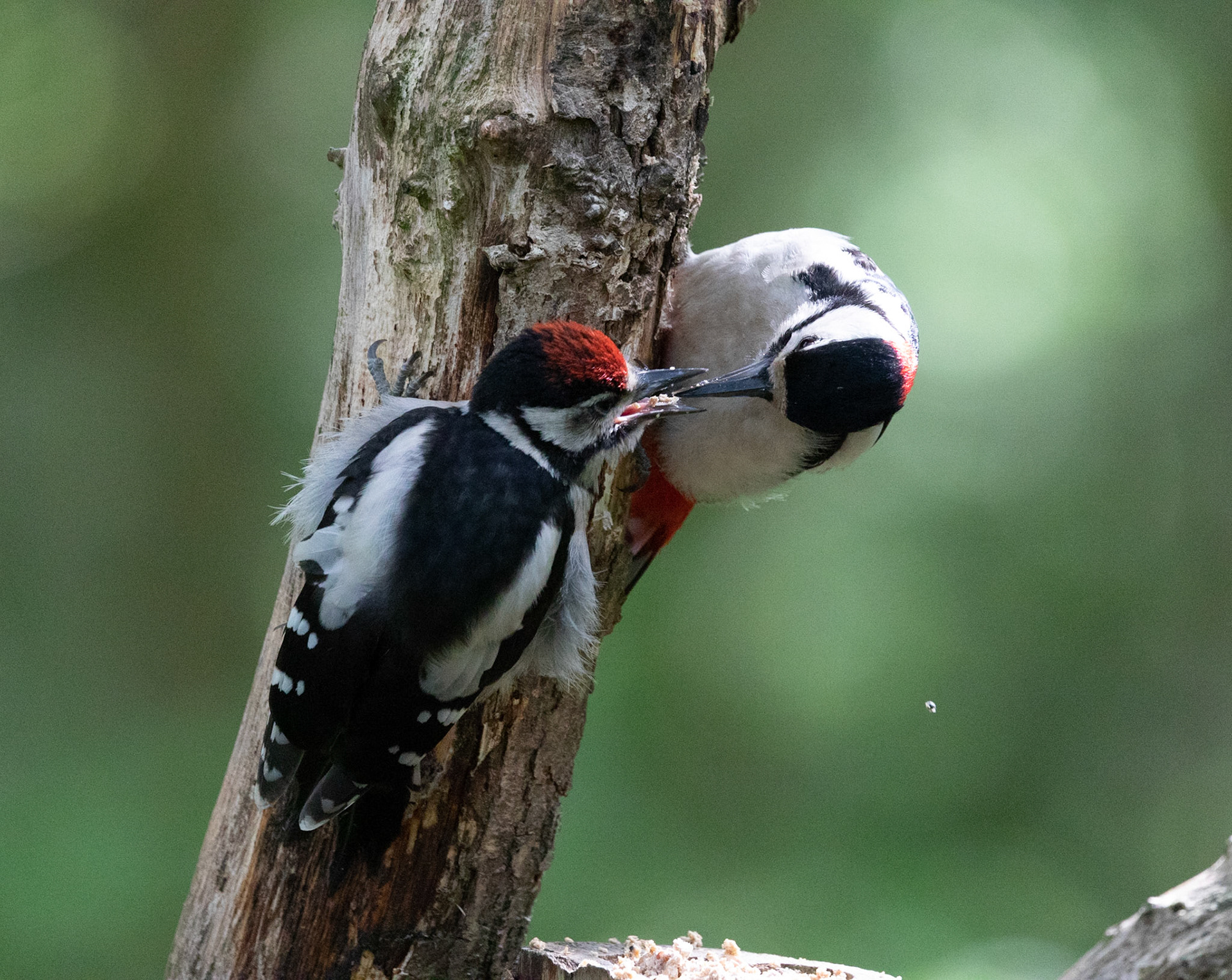 Great Spotted Woodpecker