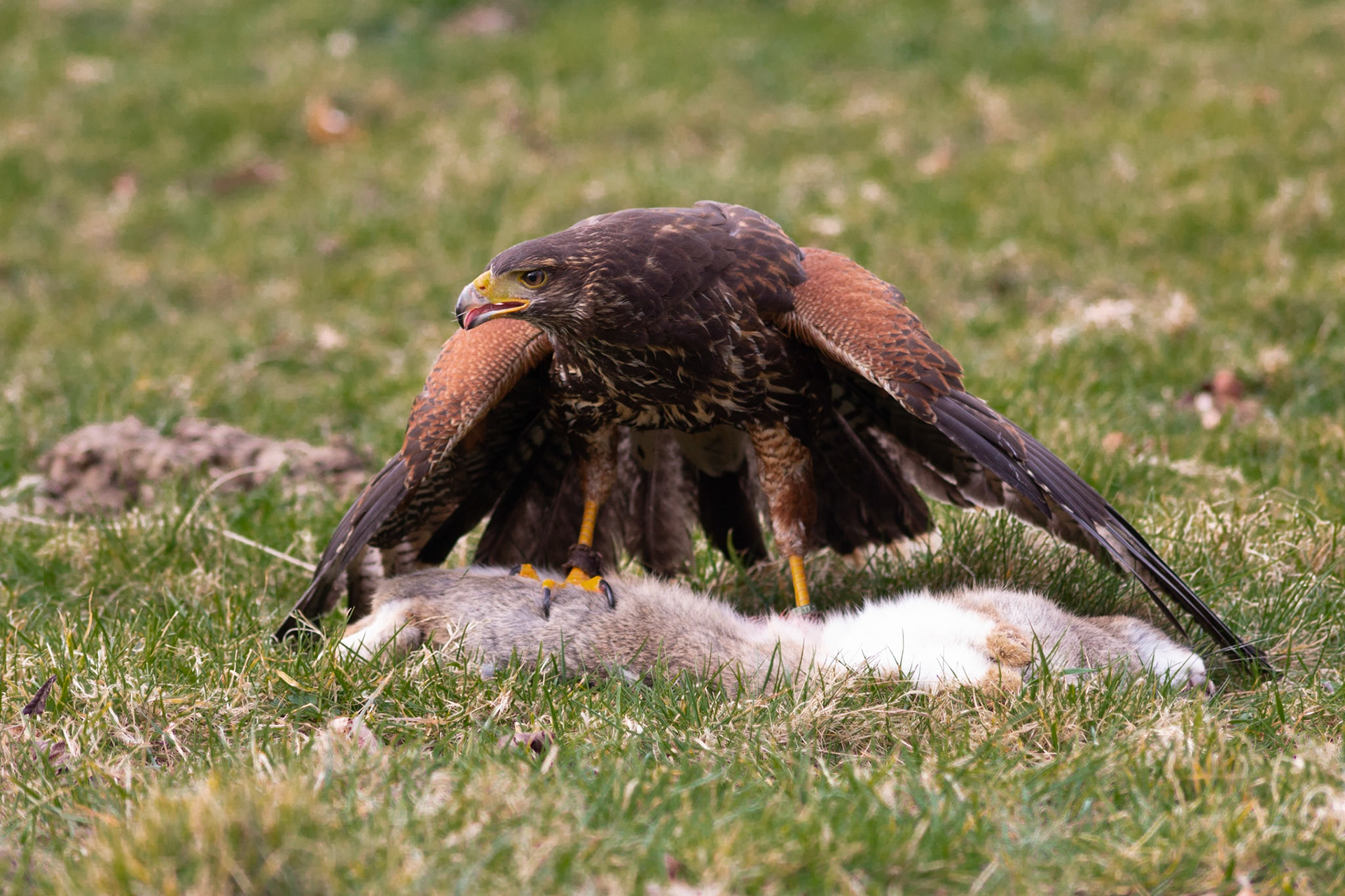 Harris Hawk