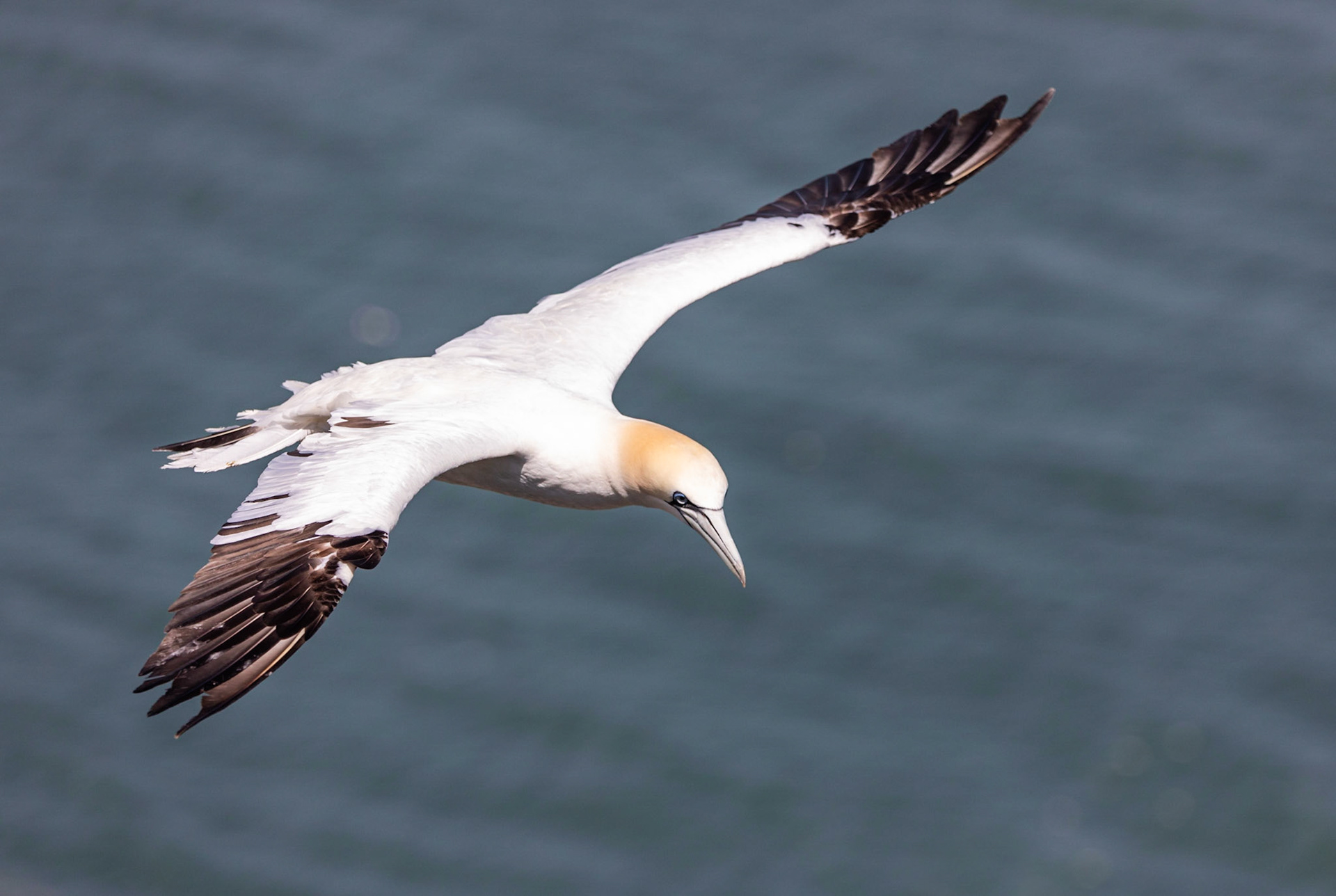 Northern gannet (Morus bassanus)