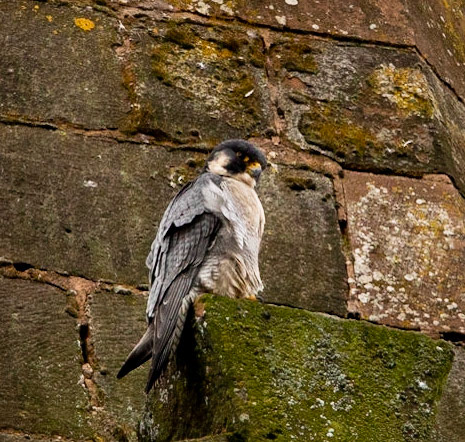 Female Peregrine Falcon