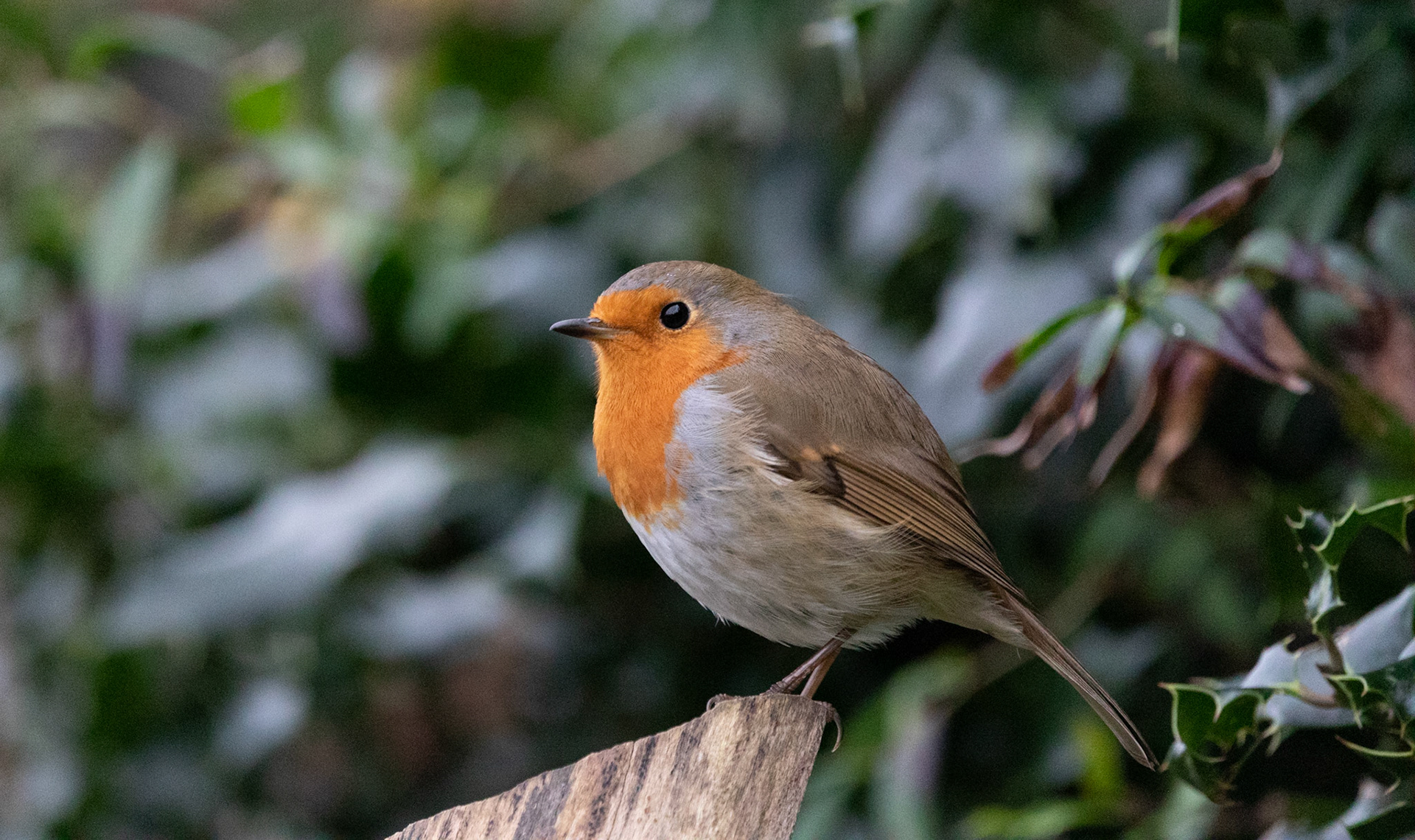 Robin