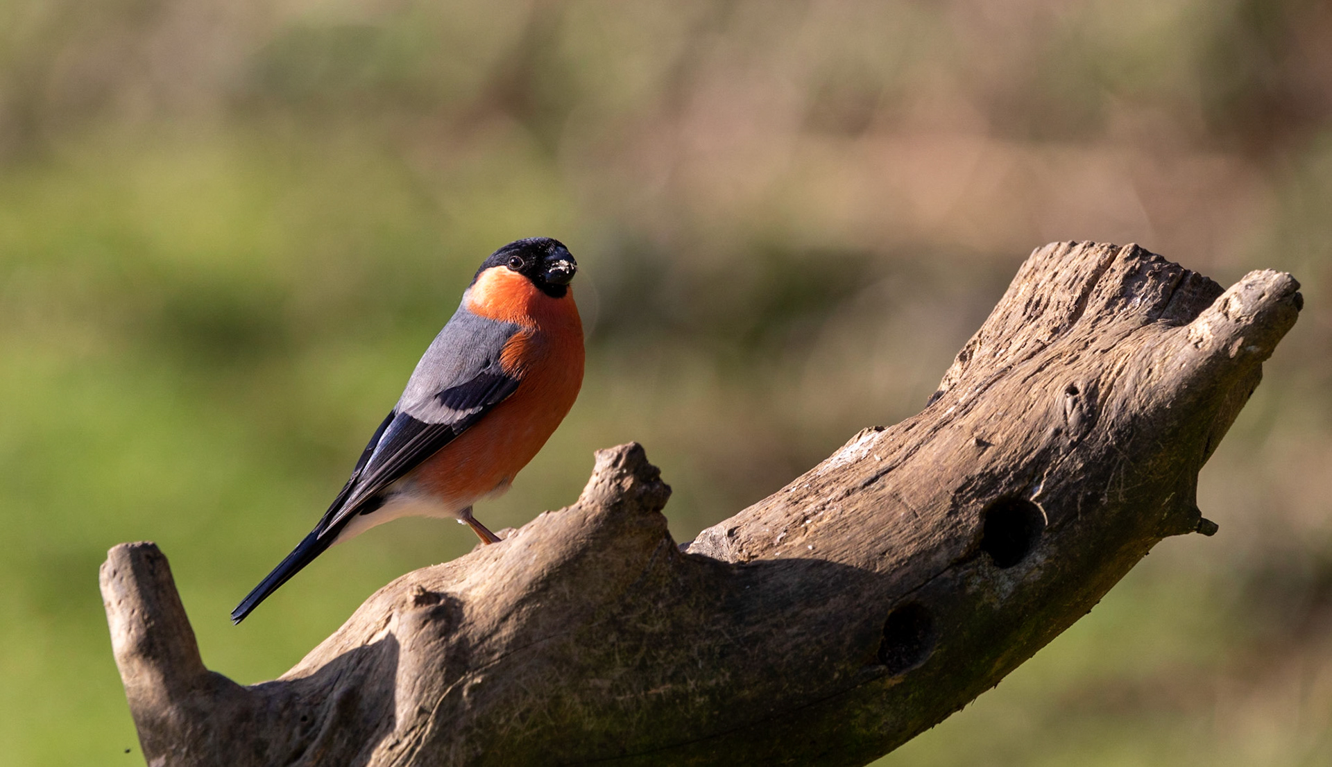 Bullfinch