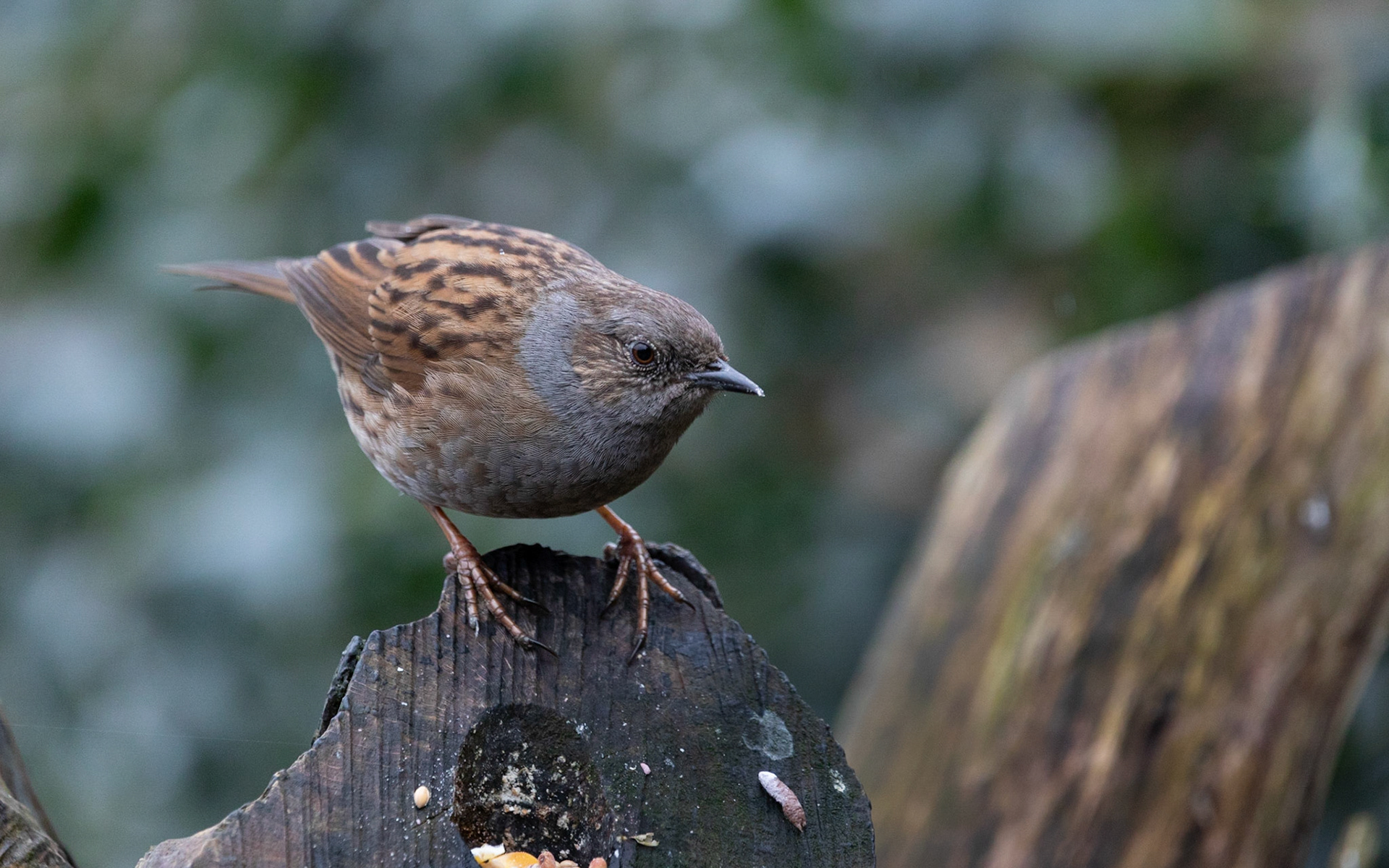 Dunnock