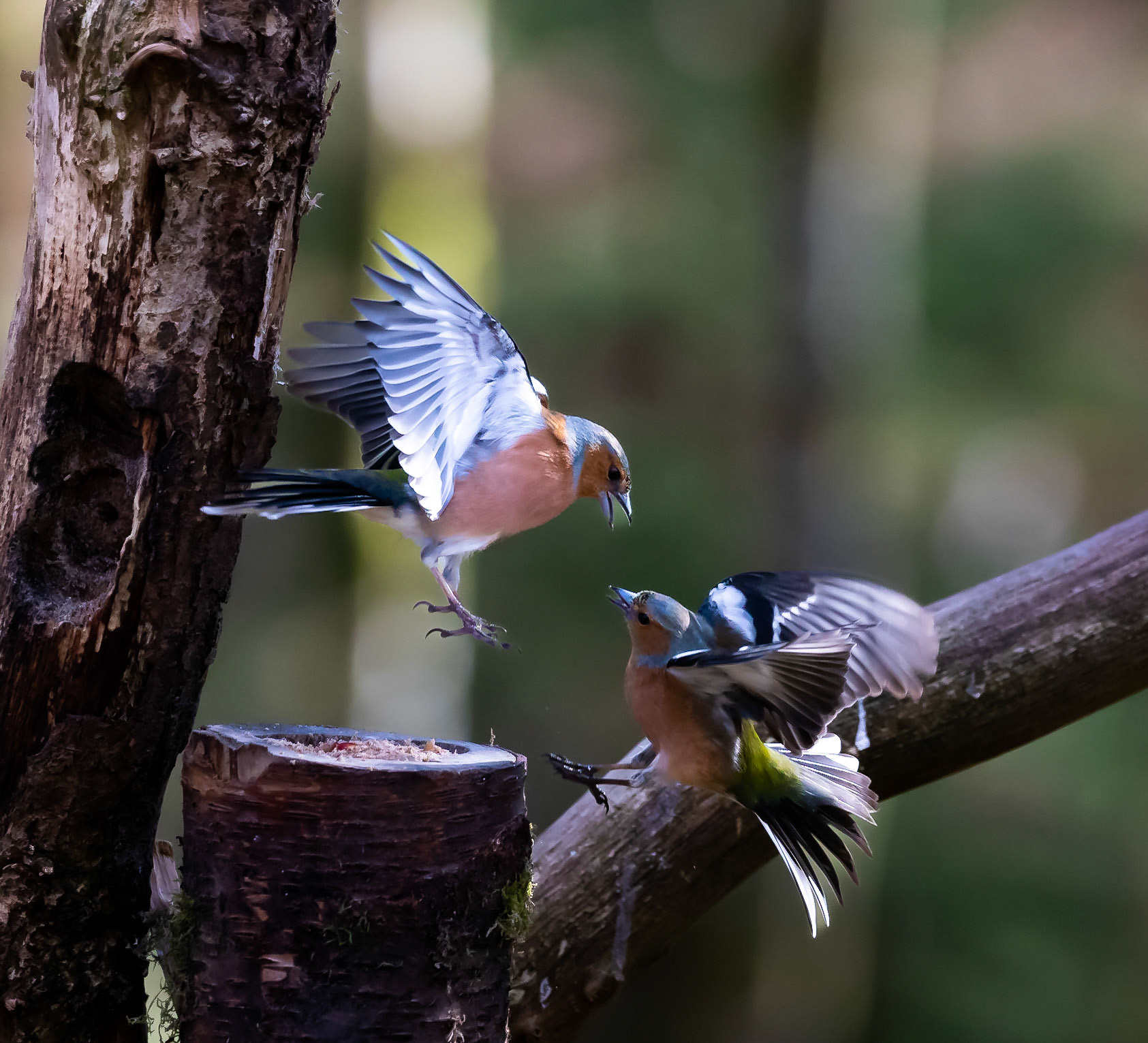 Chaffinch