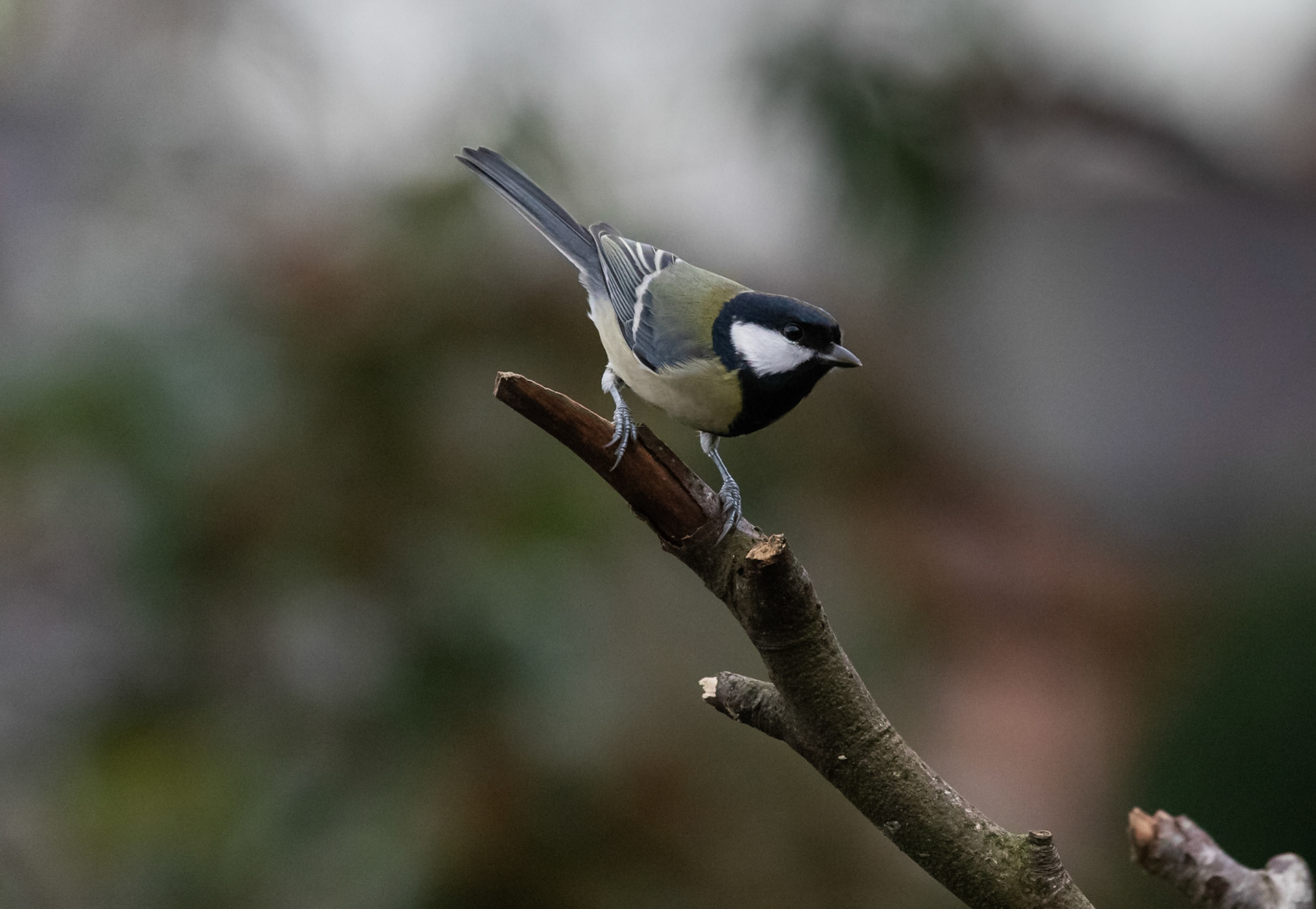 Great Tit