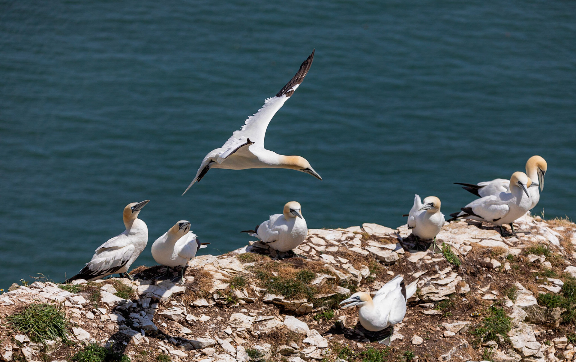 Northern gannet (Morus bassanus)