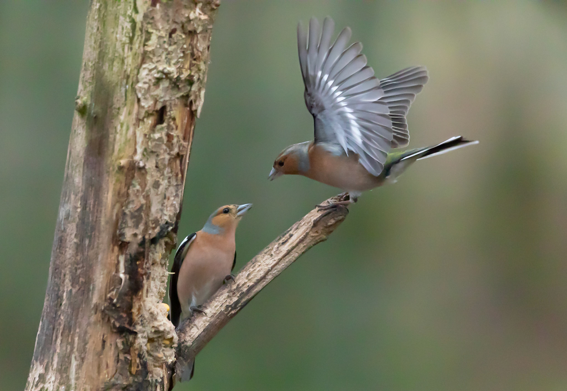Chaffinch