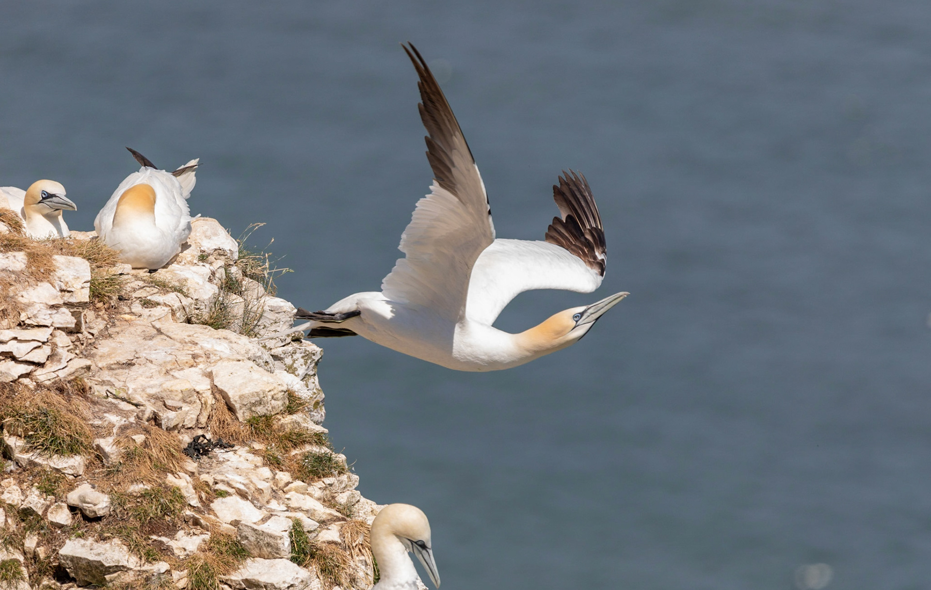 Northern gannet (Morus bassanus)