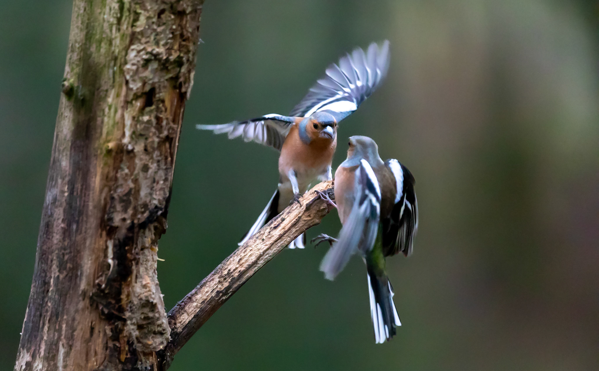 Chaffinch