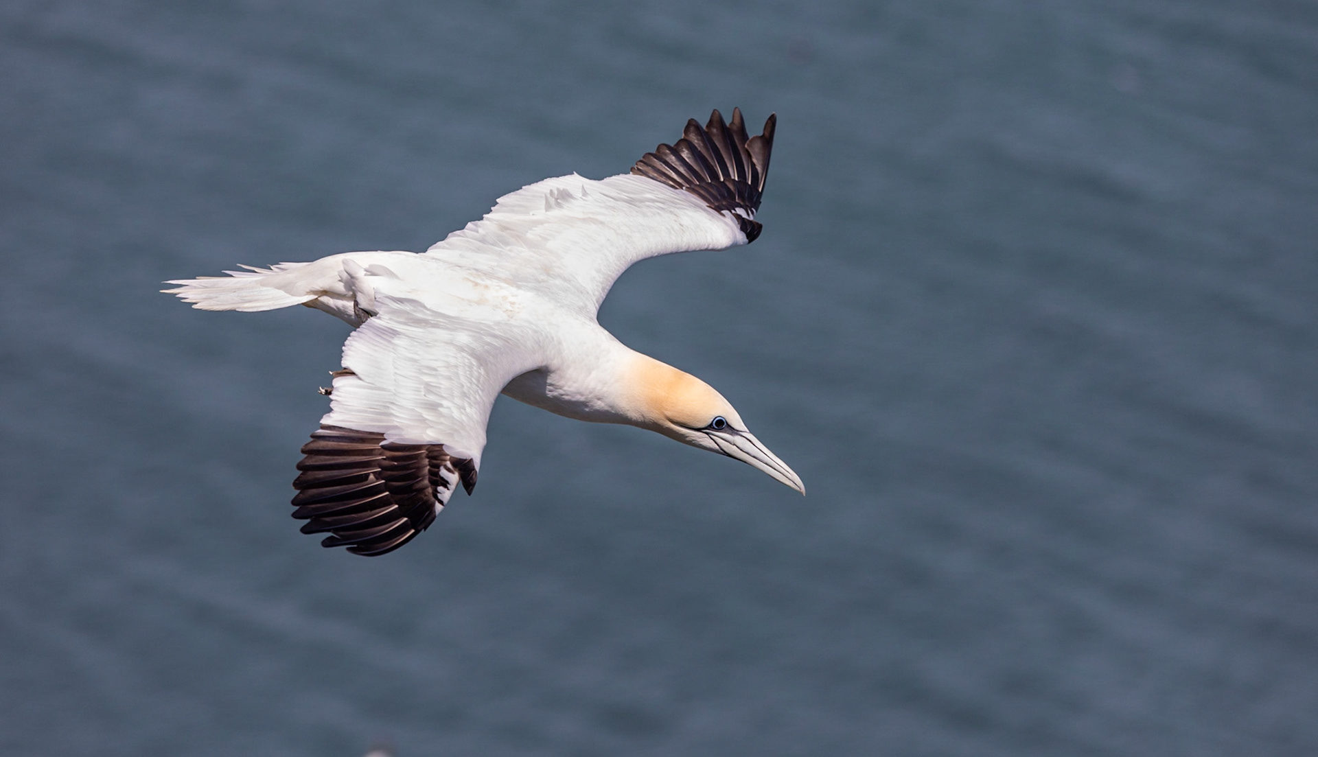 Northern gannet (Morus bassanus)