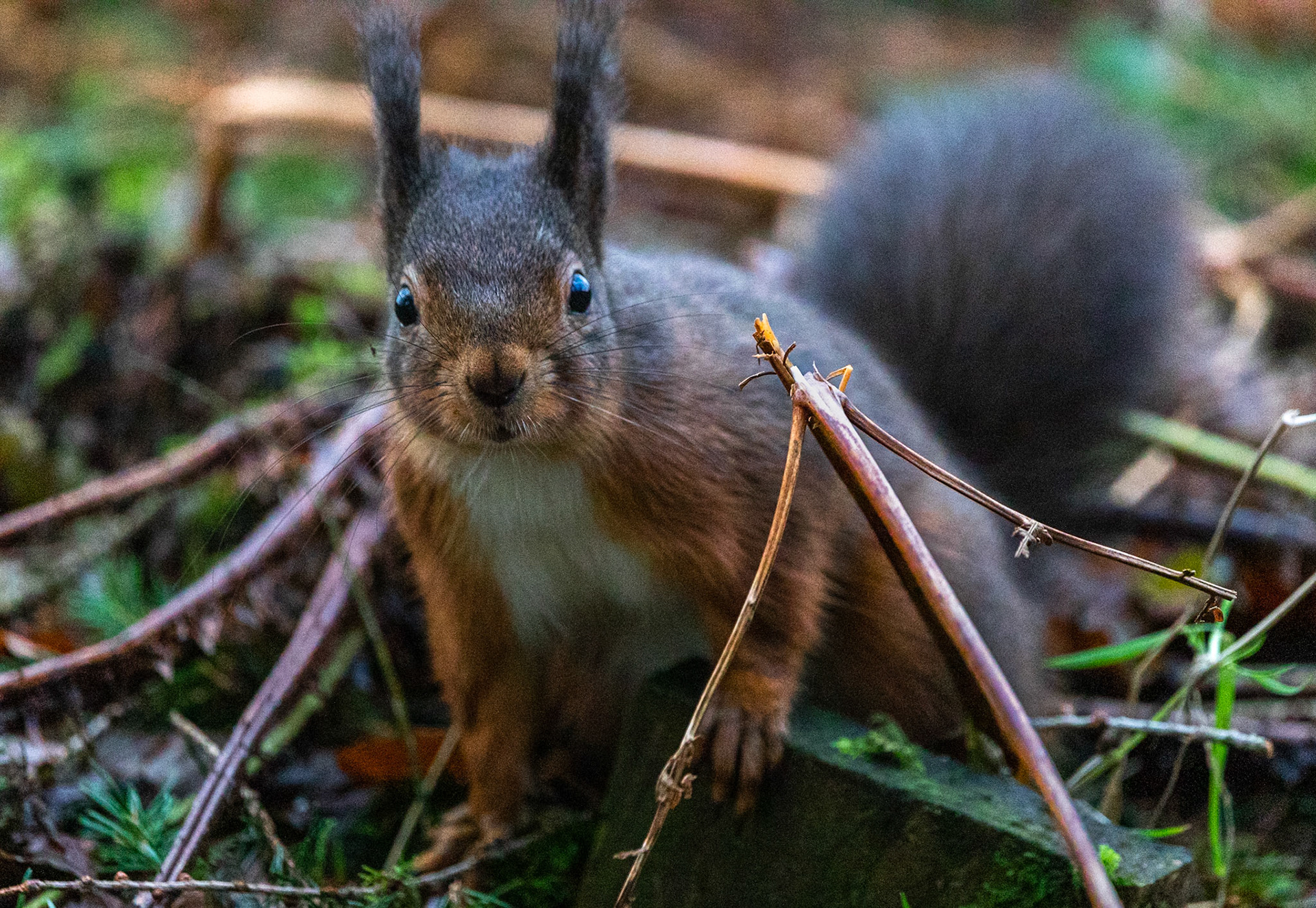Red Squirrel
