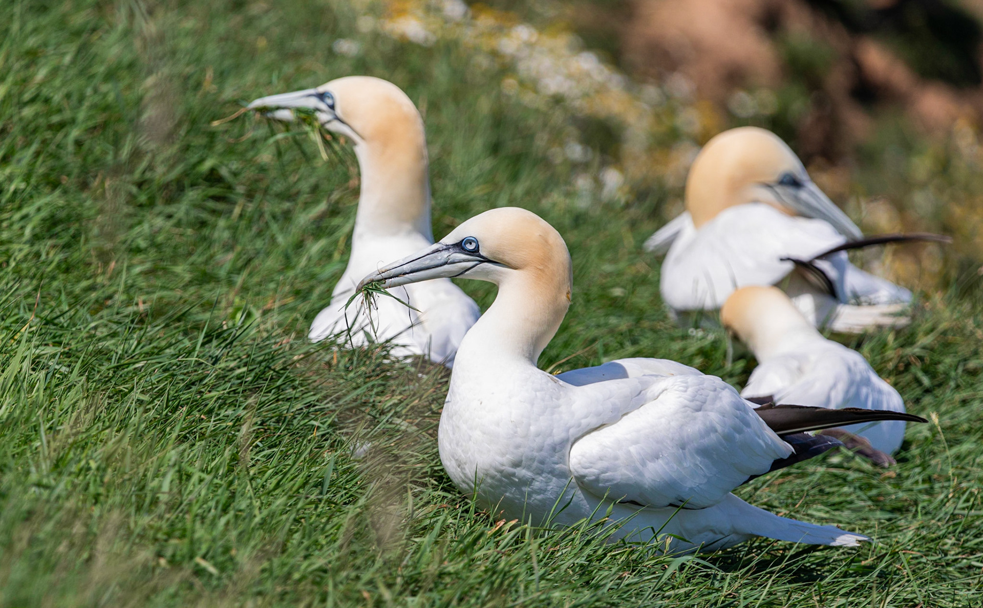 Northern gannet (Morus bassanus)