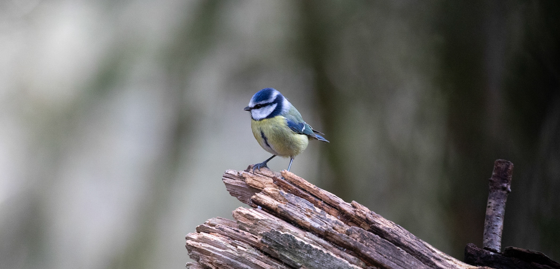 Blue Tit