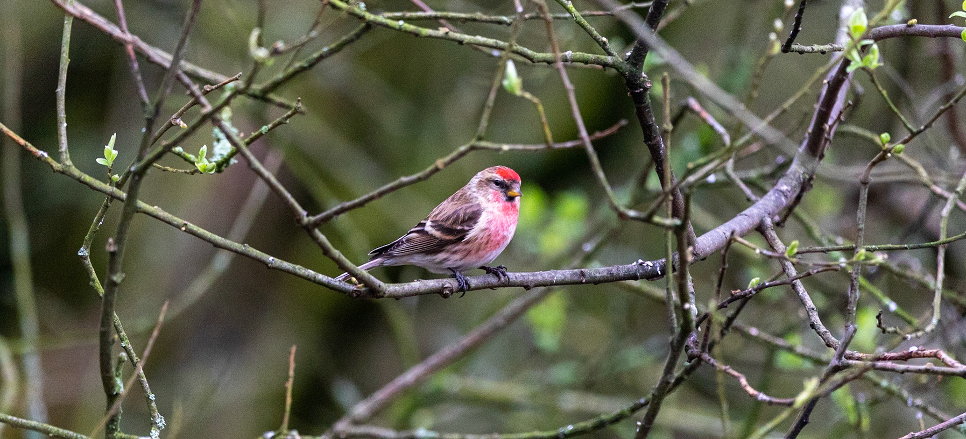 Redpoll