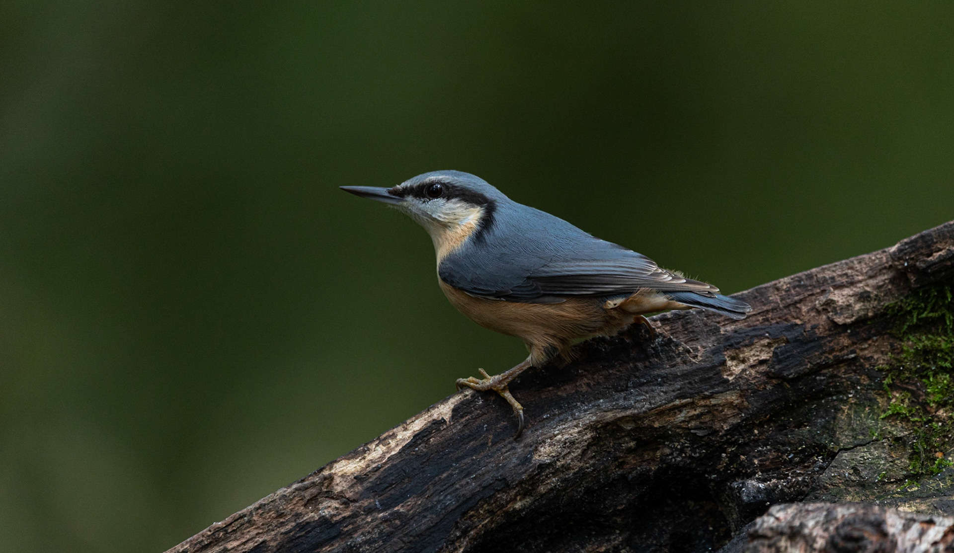 Nuthatch
