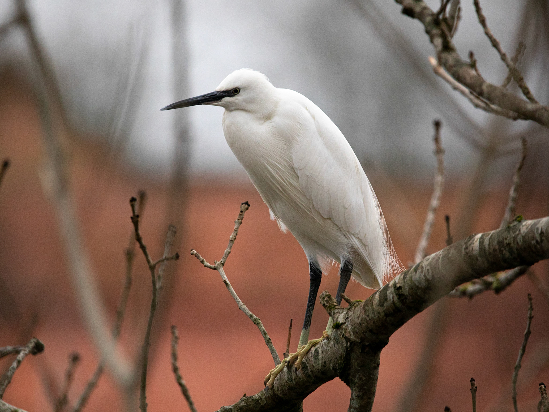 Little Egret