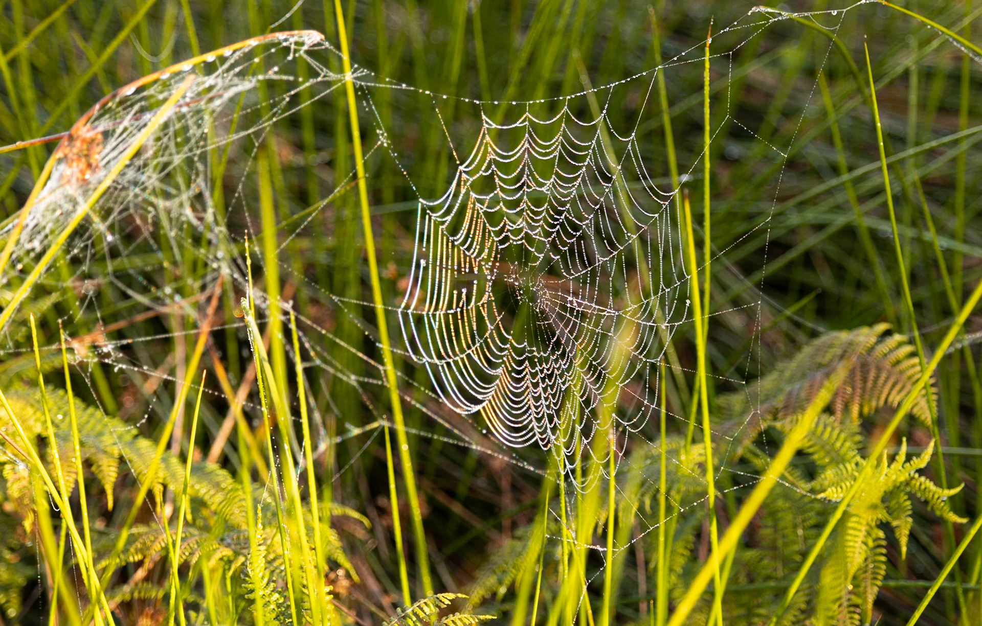Spiders web