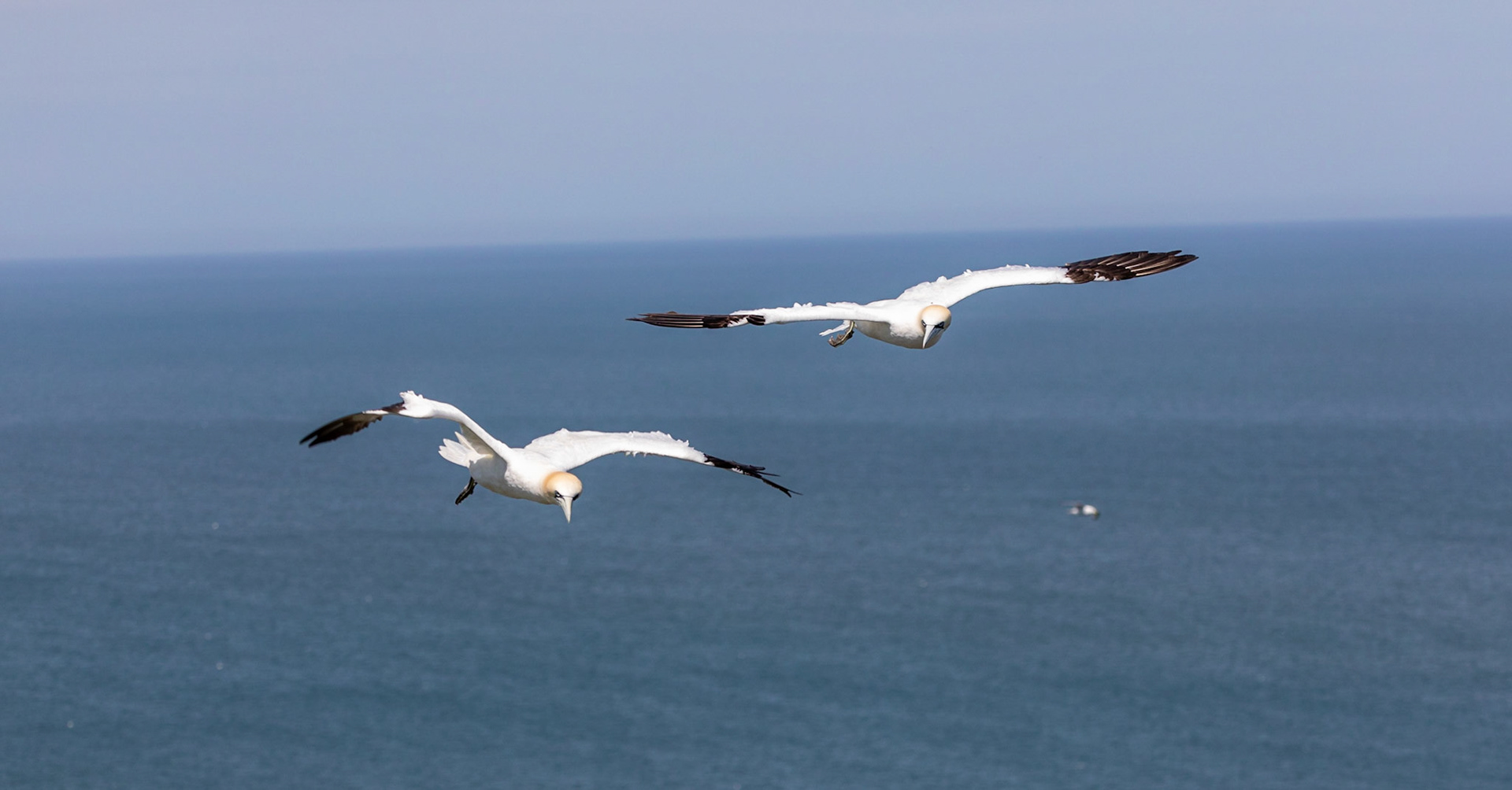 Northern gannet (Morus bassanus)