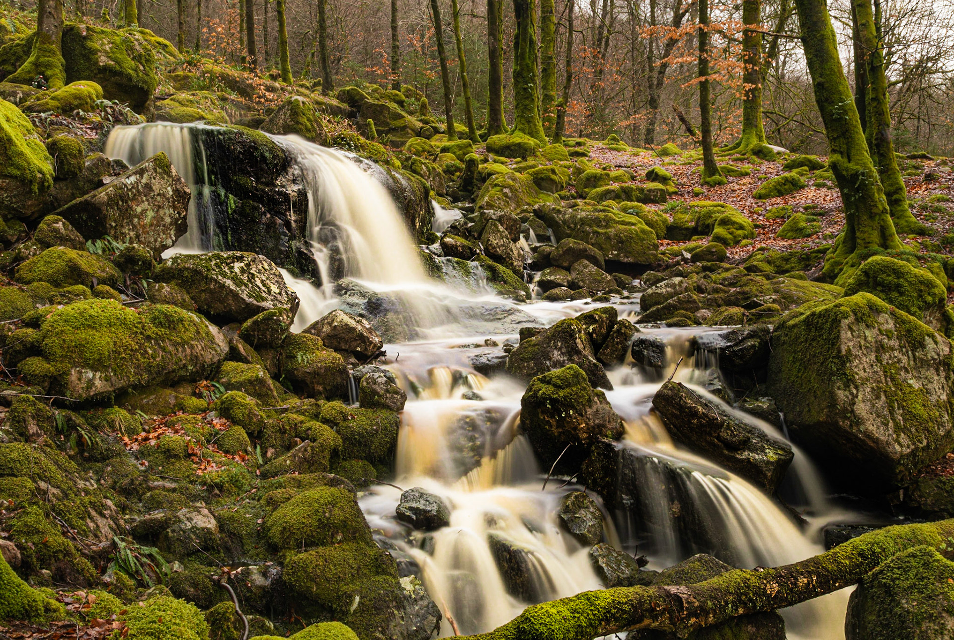Muddy Water and Moss