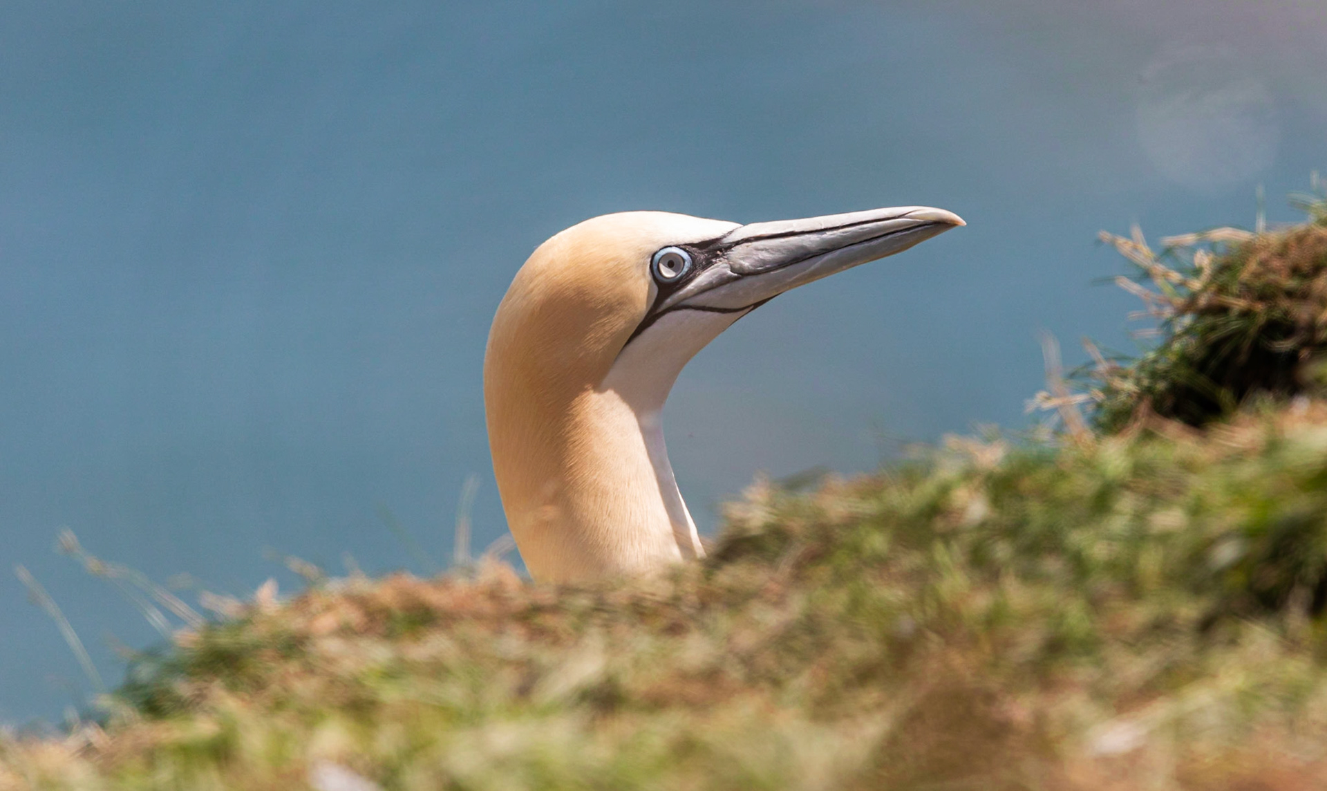 Northern gannet (Morus bassanus)