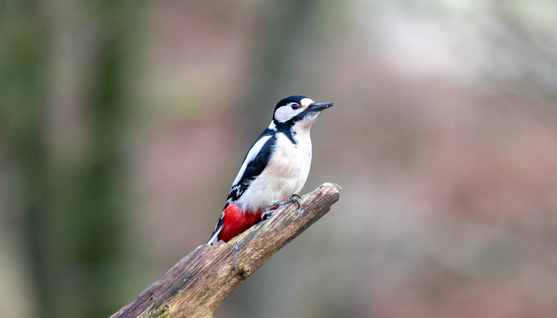 Great Spotted Woodpecker