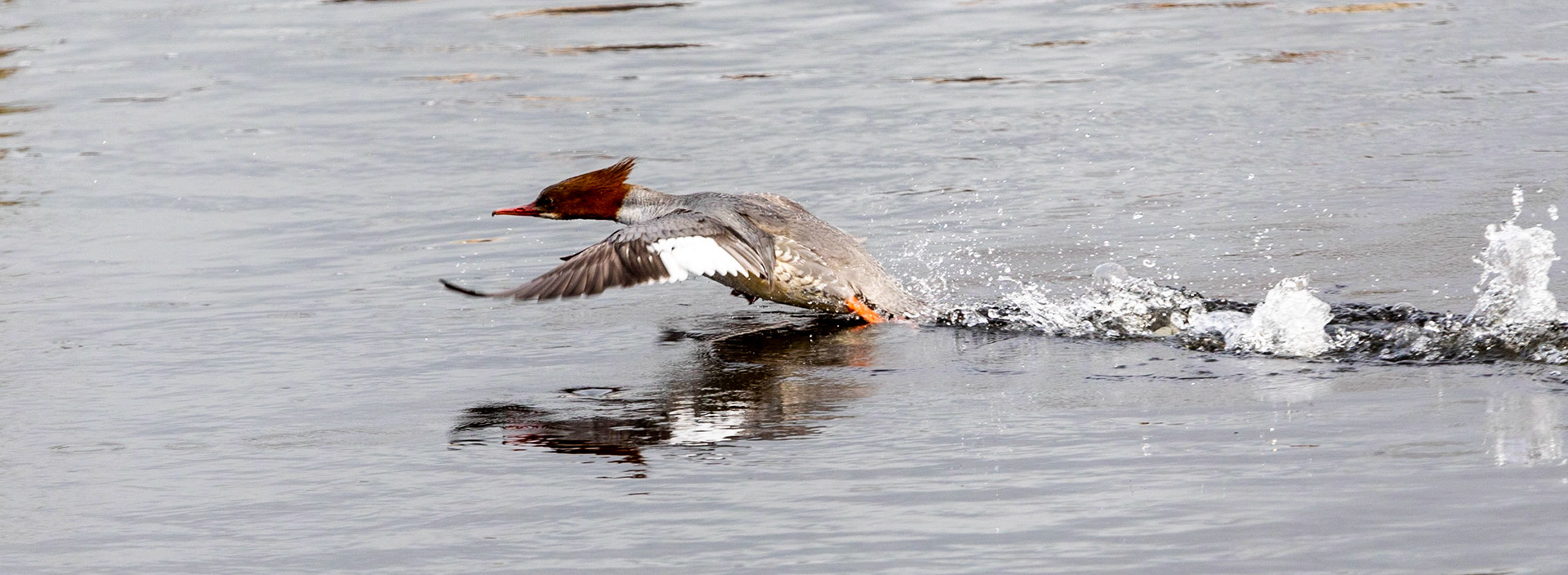 Male Goosander