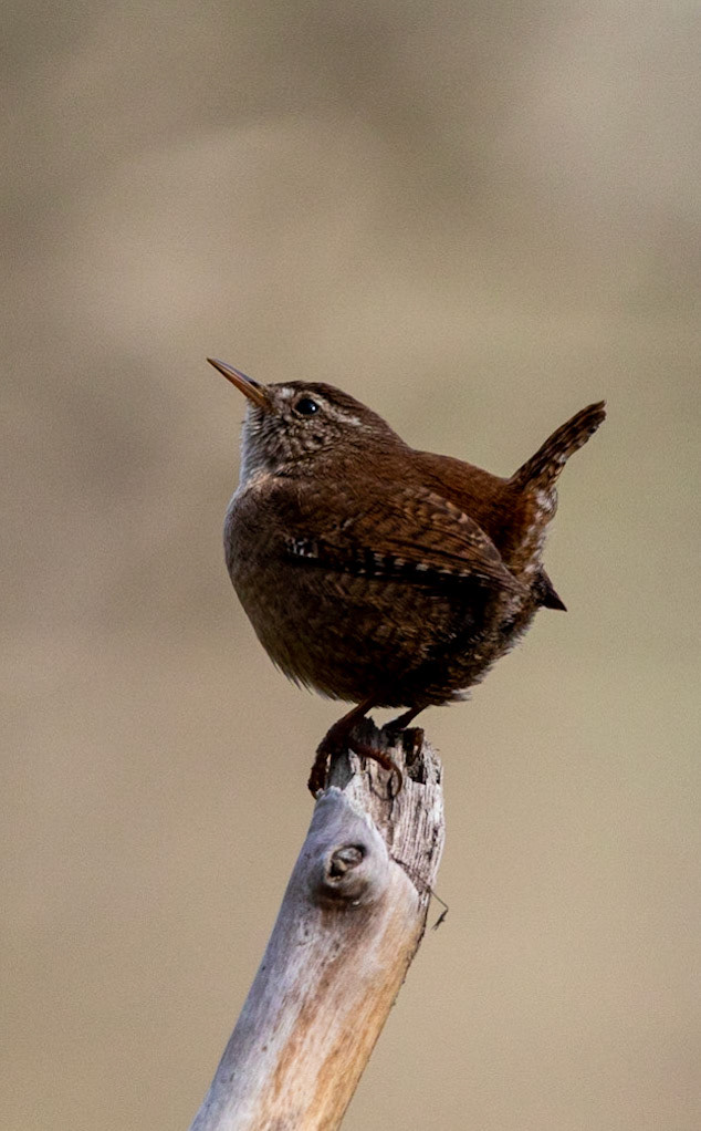 Wren