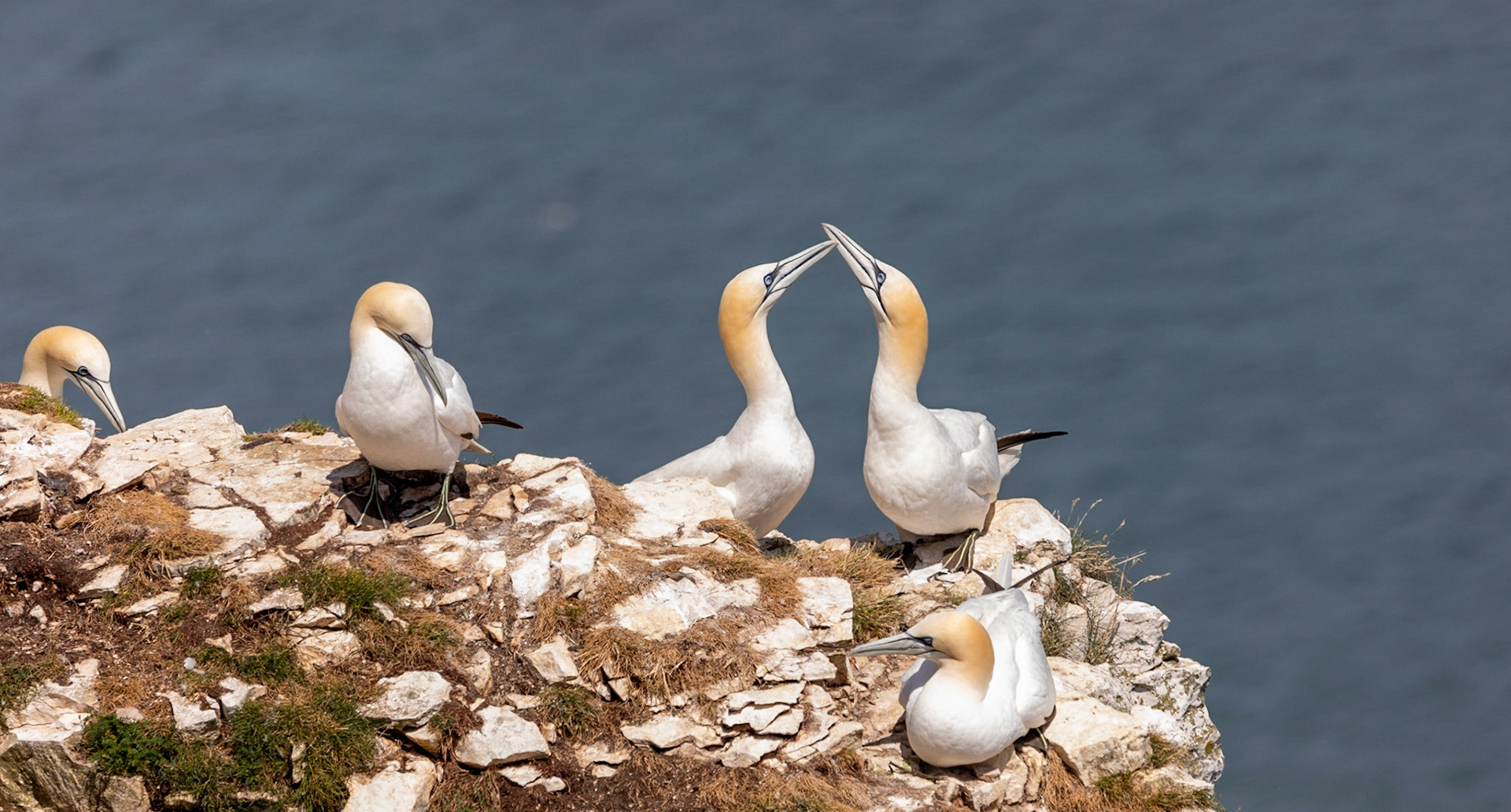 Northern gannet (Morus bassanus)