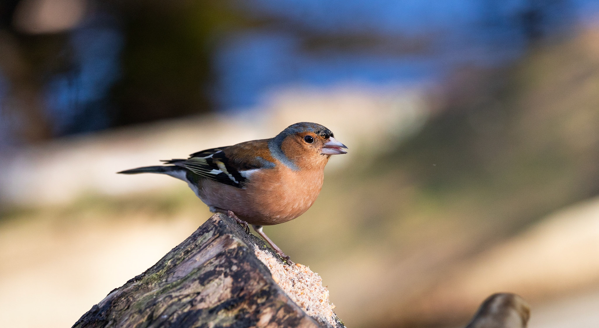 Chaffinch