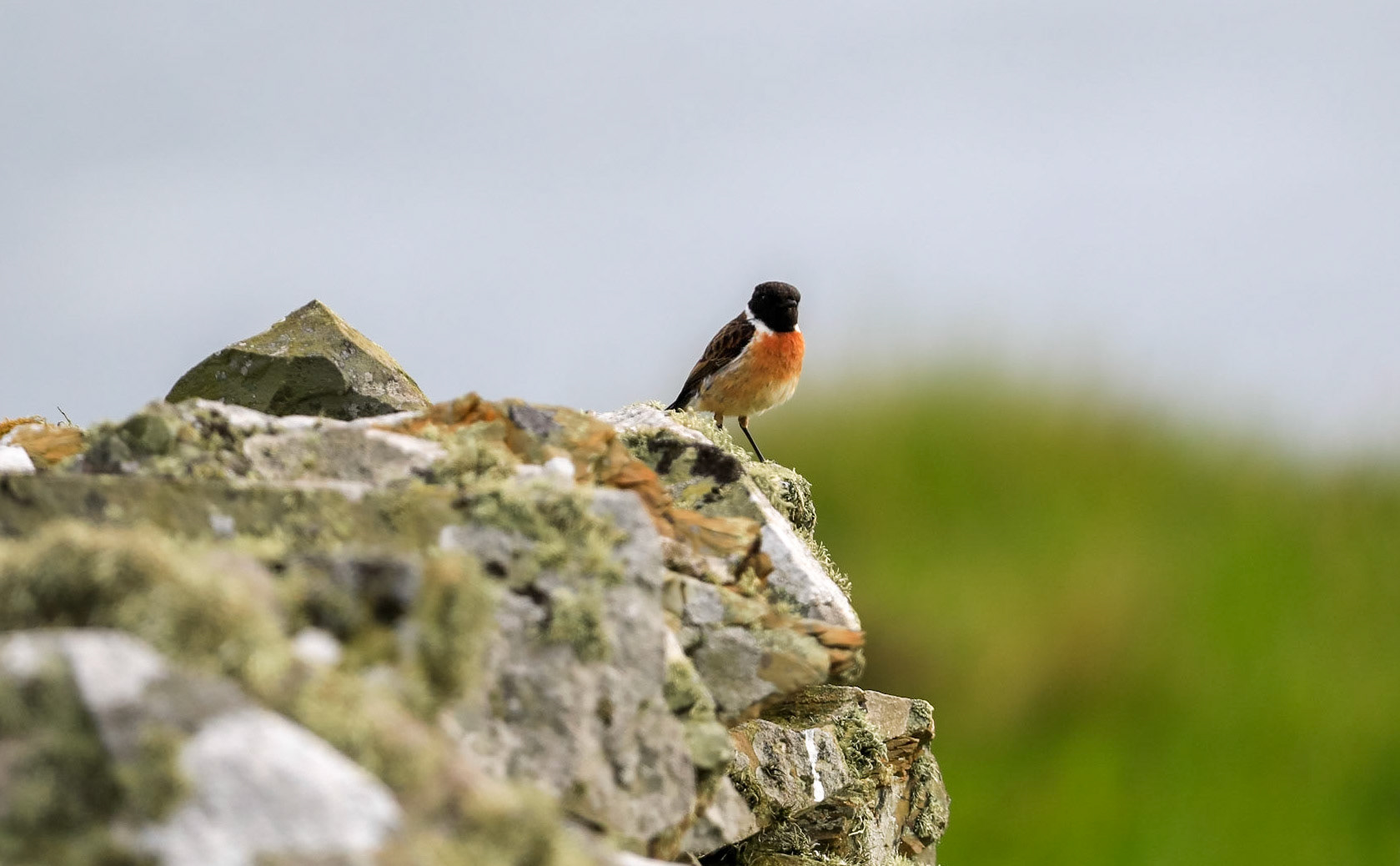 Stonechat