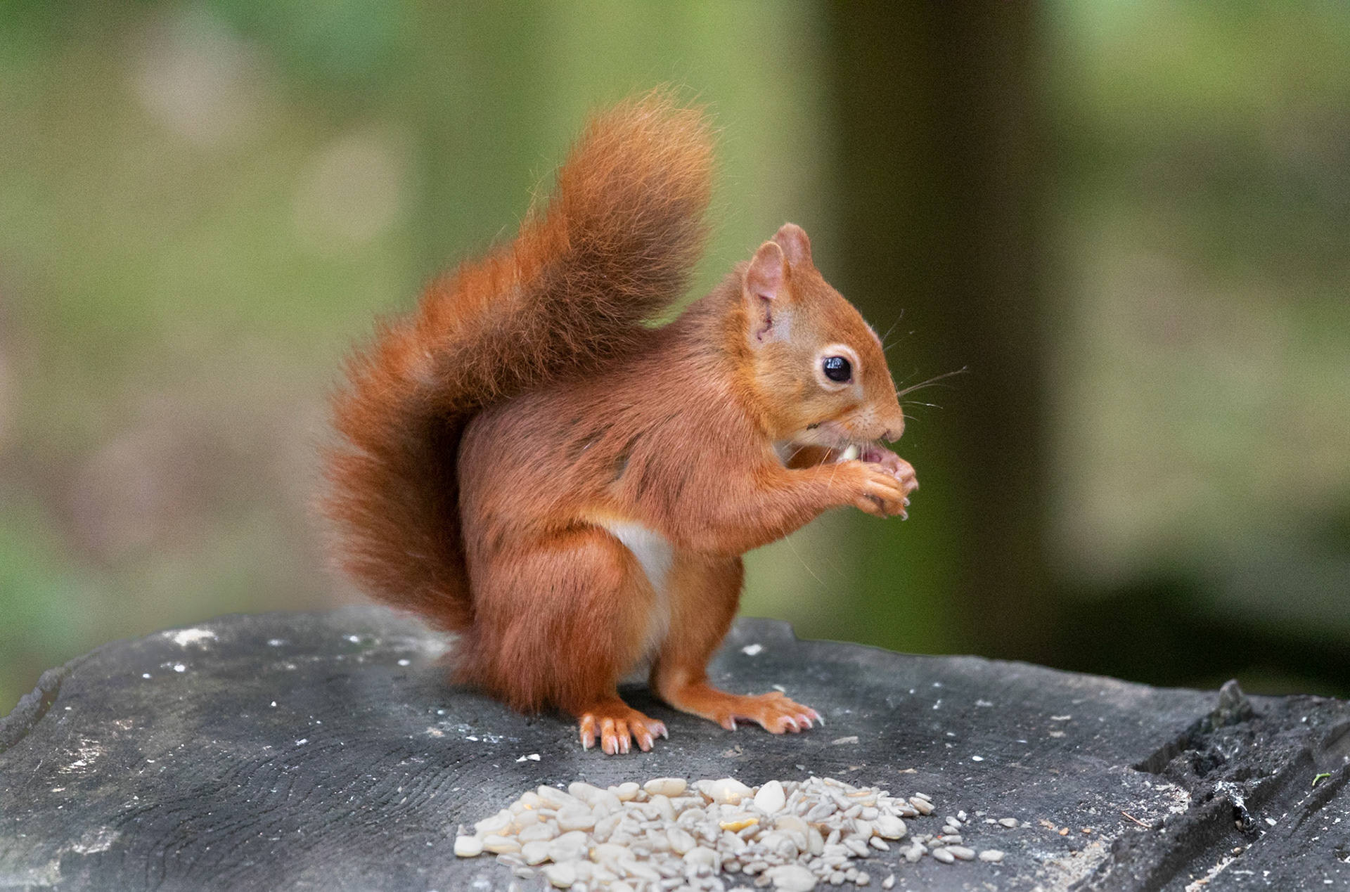 Red Squirrel
