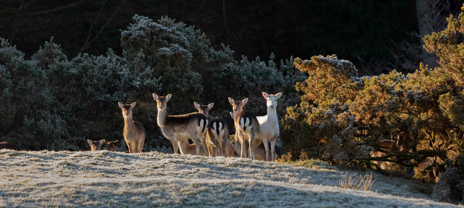 Fallow Deer