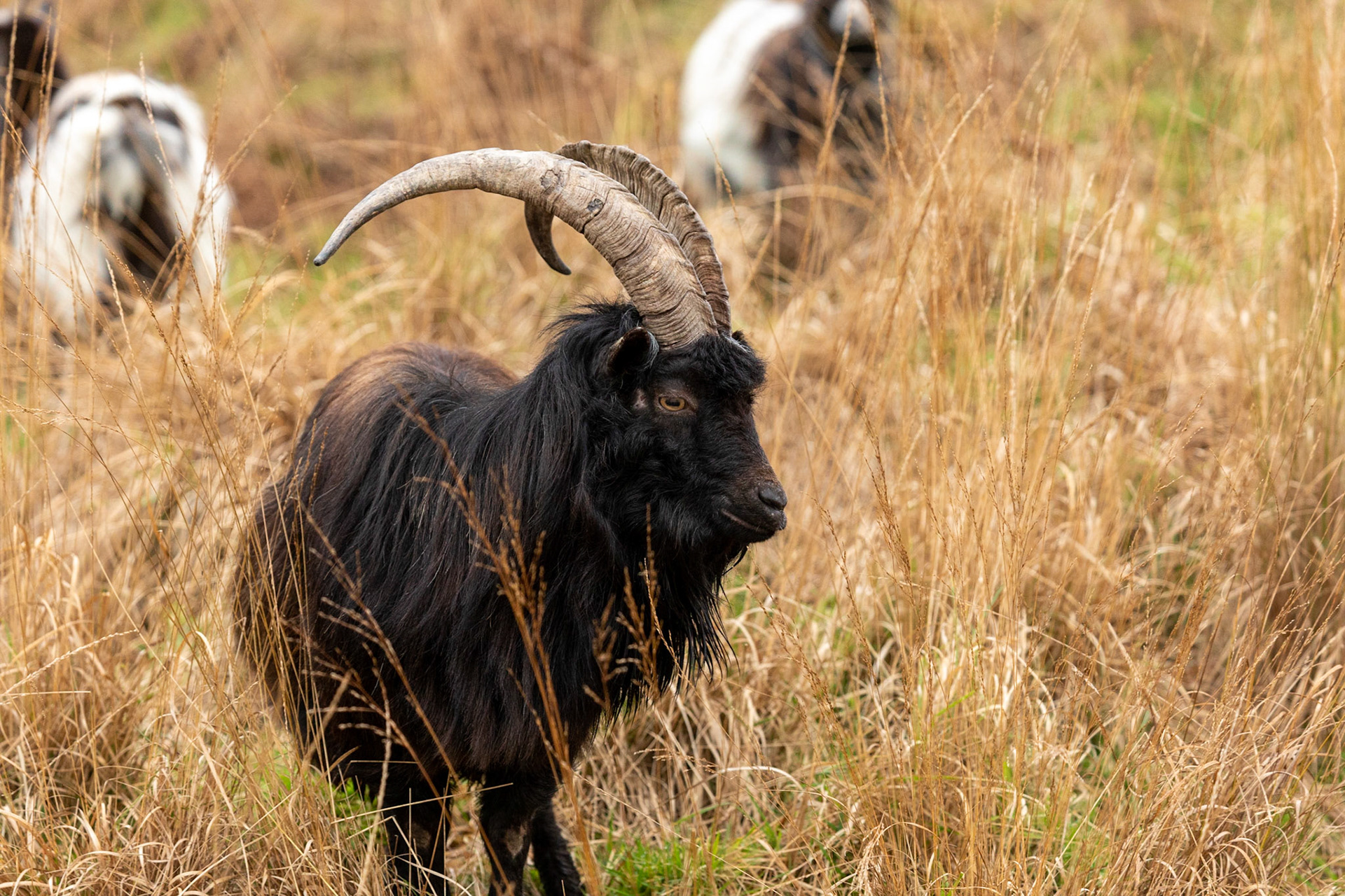 Ferrel Goat