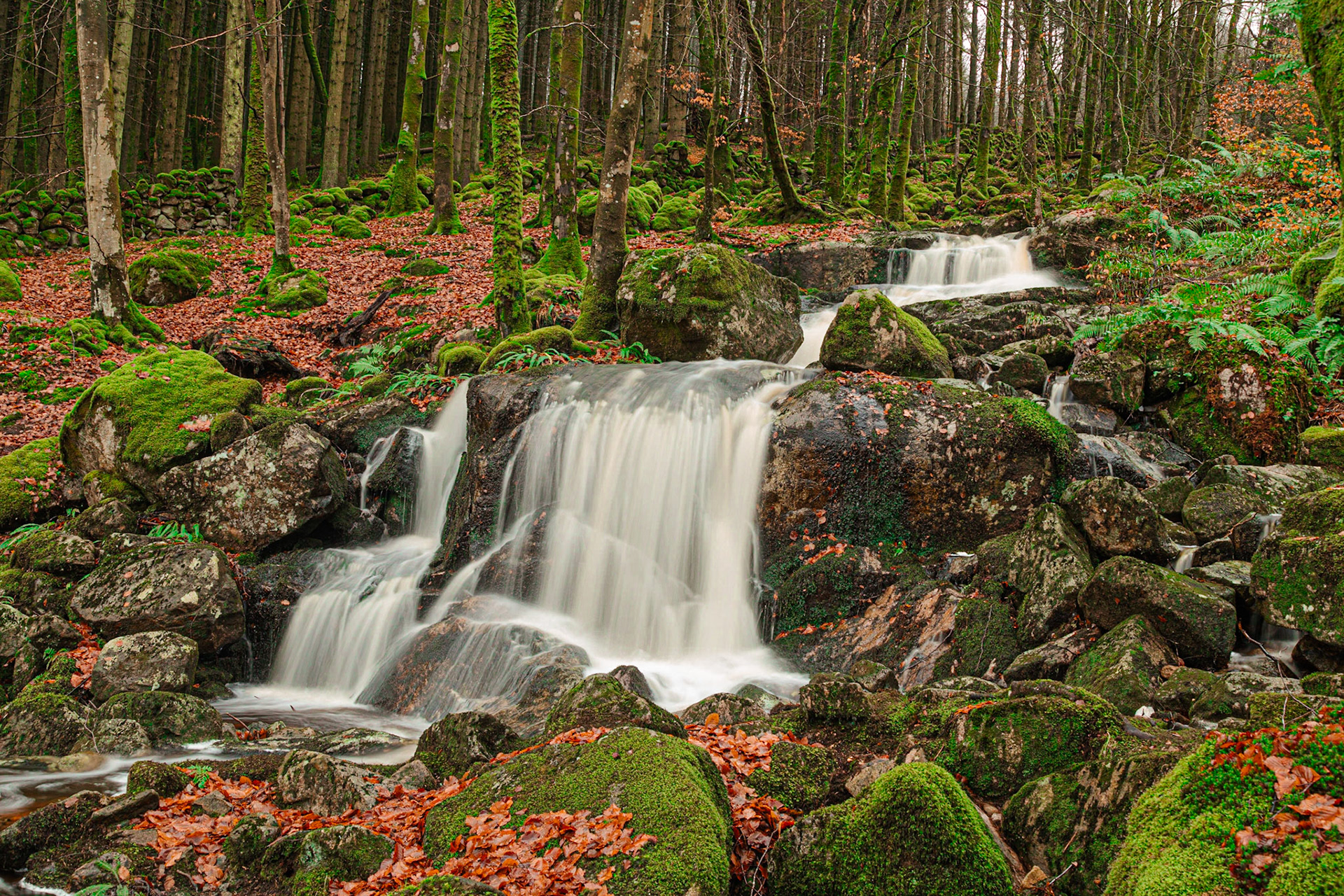 Lowran burn in Autum