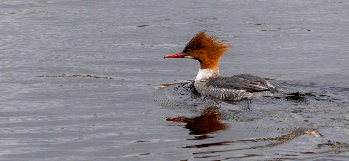 Male Goosander