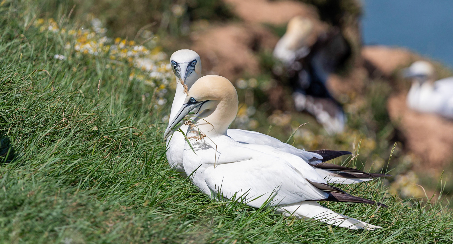 Northern gannet (Morus bassanus)