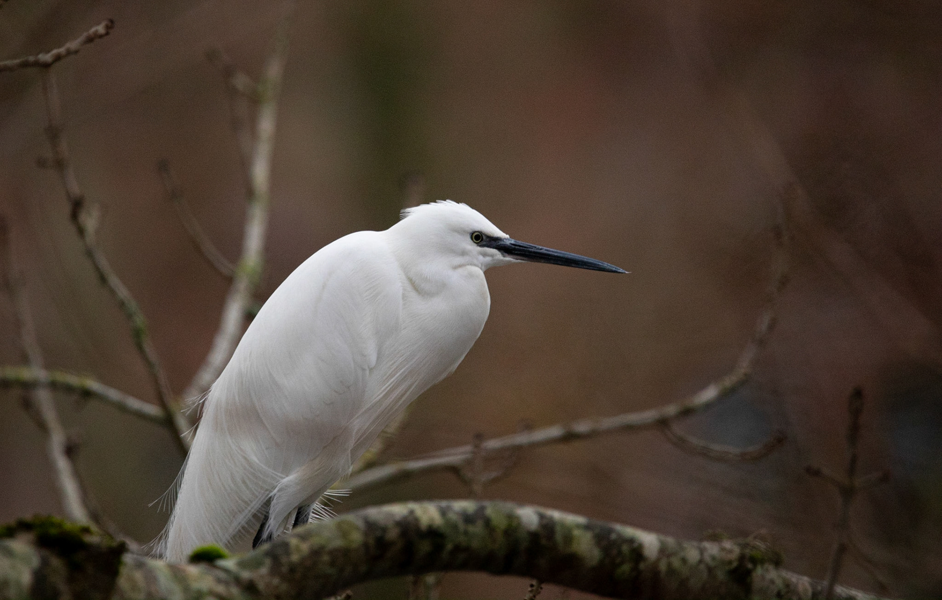 Little Egret