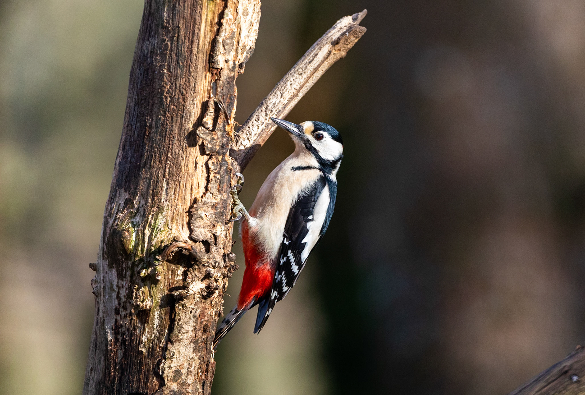 Great Spotted Woodpecker