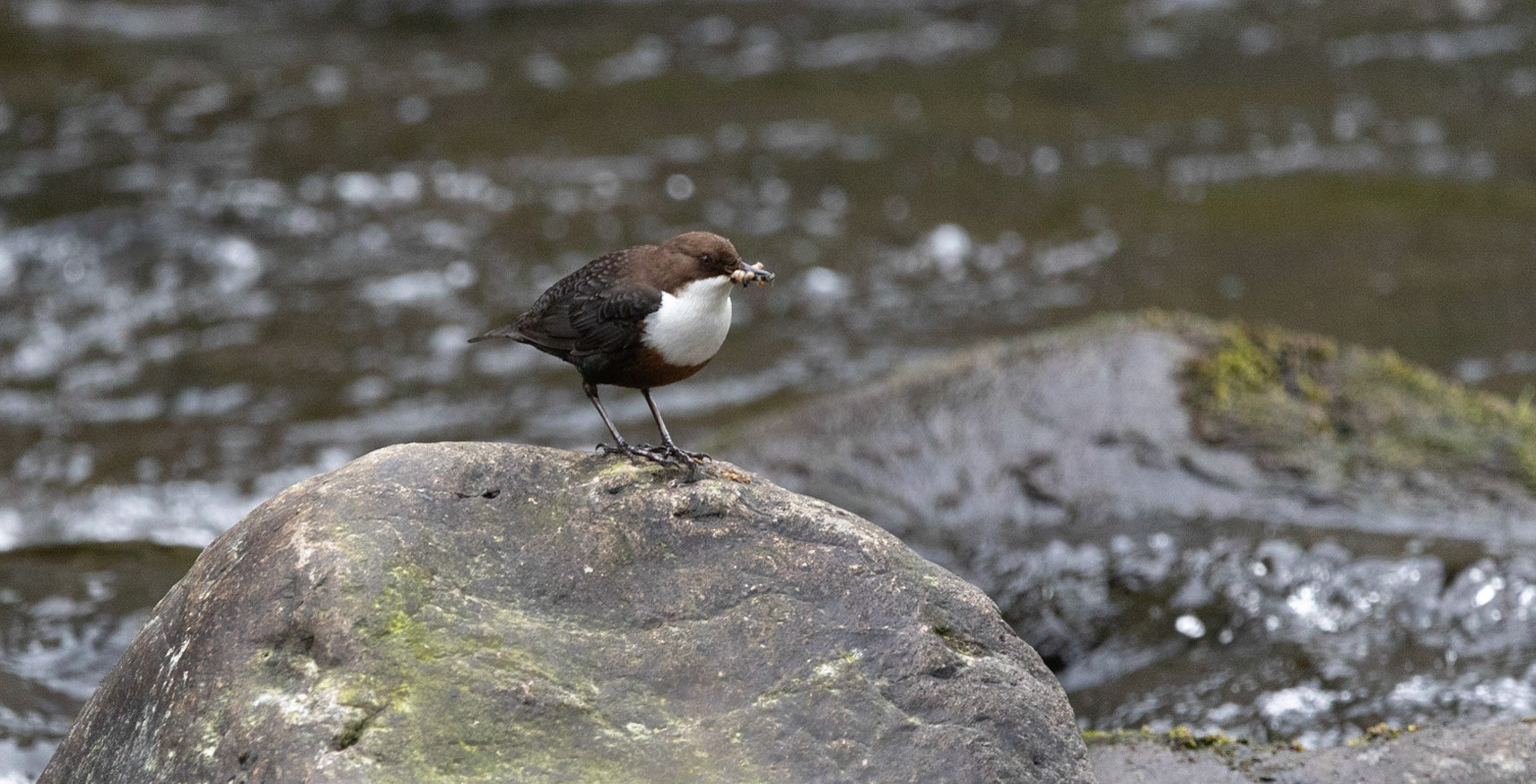 Dipper