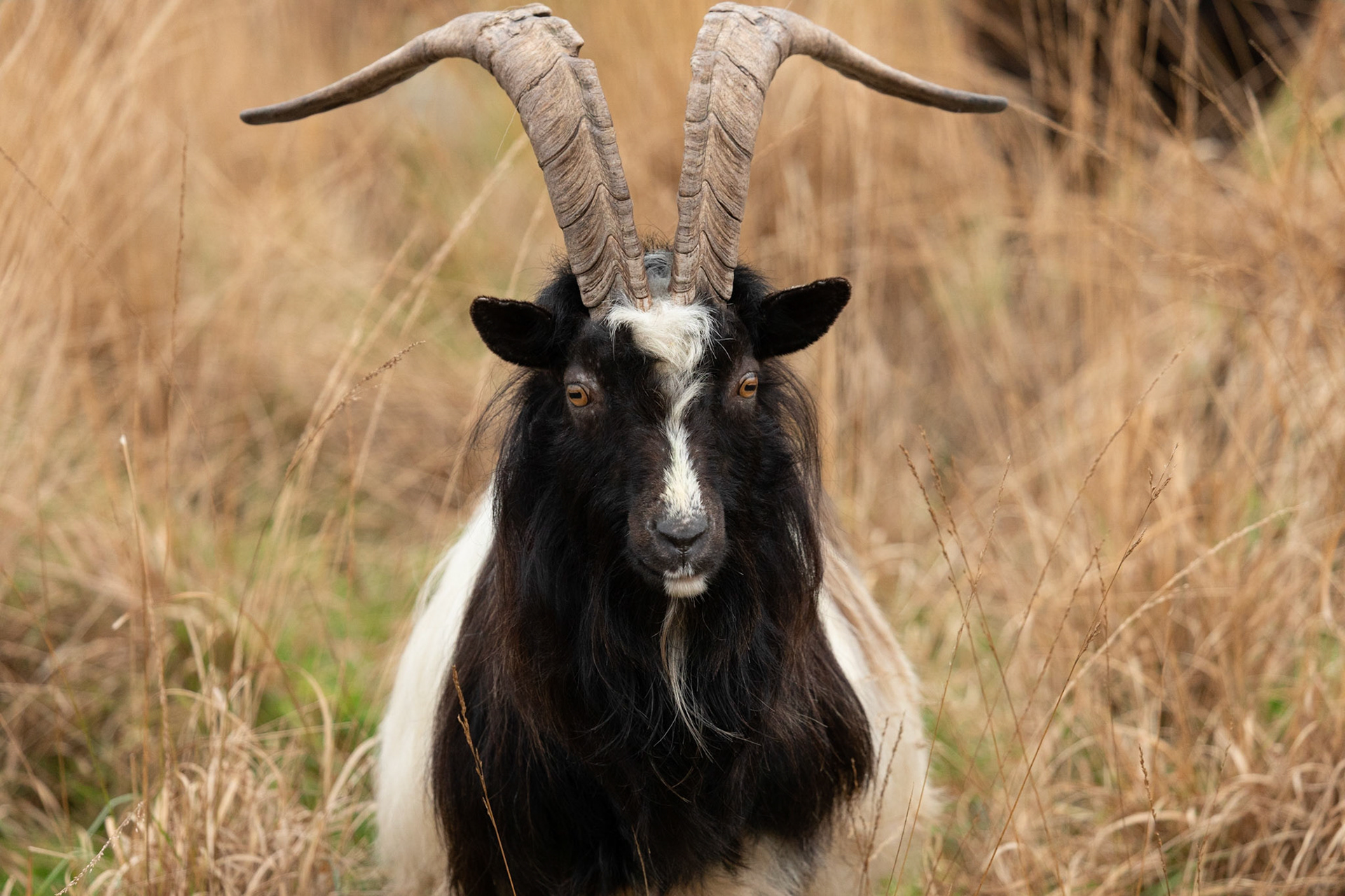 Ferrel Goat