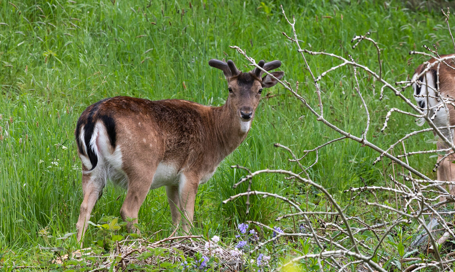 Fallow Deer