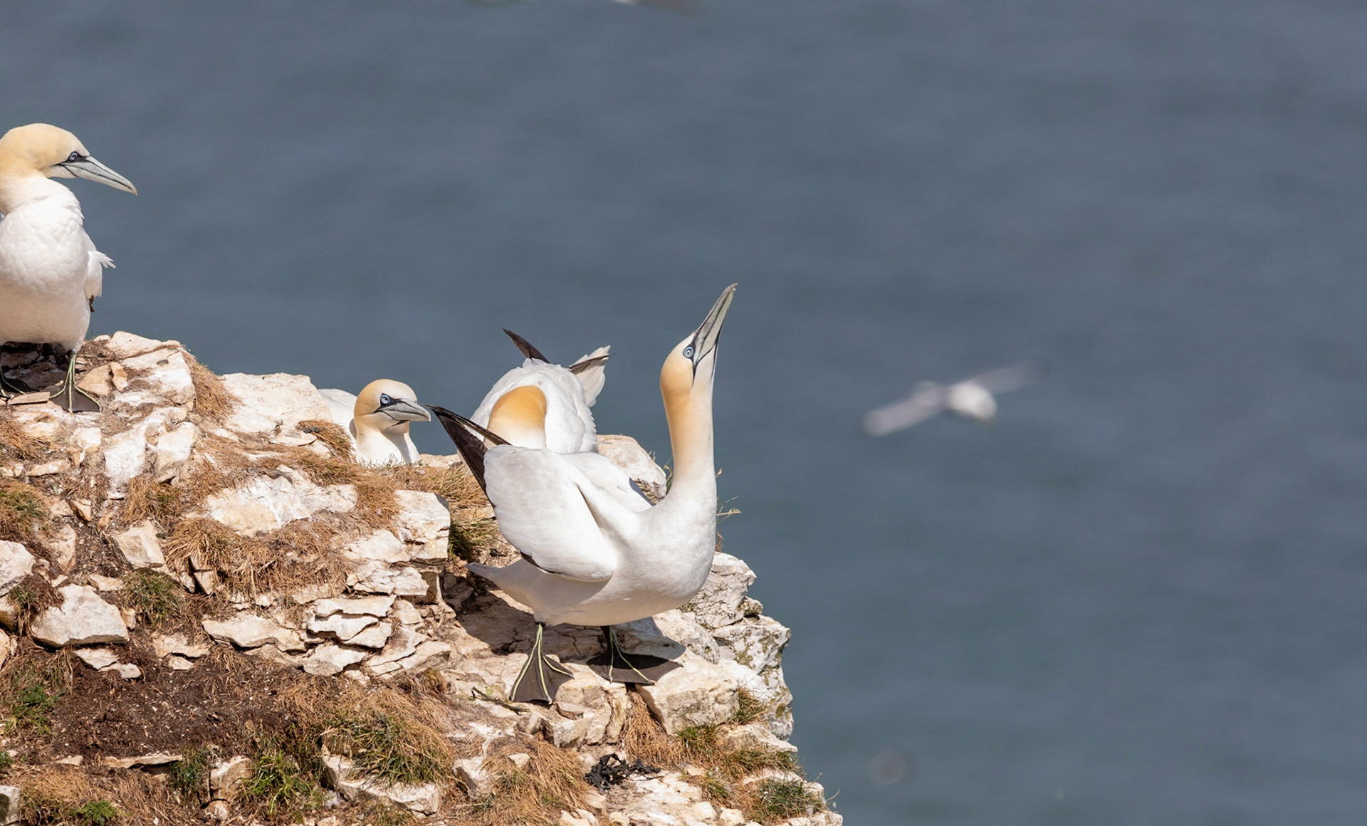 Northern gannet (Morus bassanus)