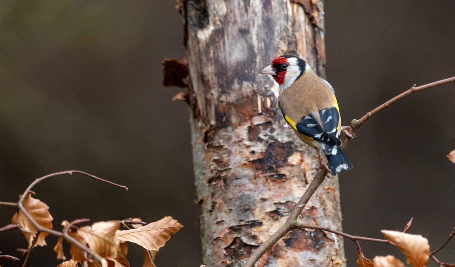 Goldfinch