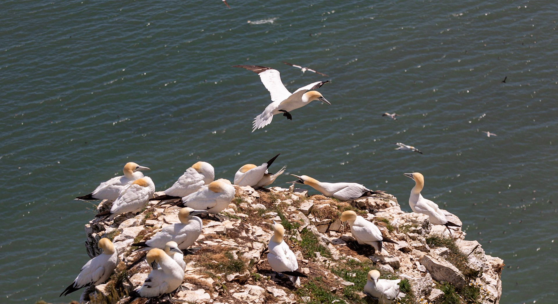 Northern gannet (Morus bassanus)