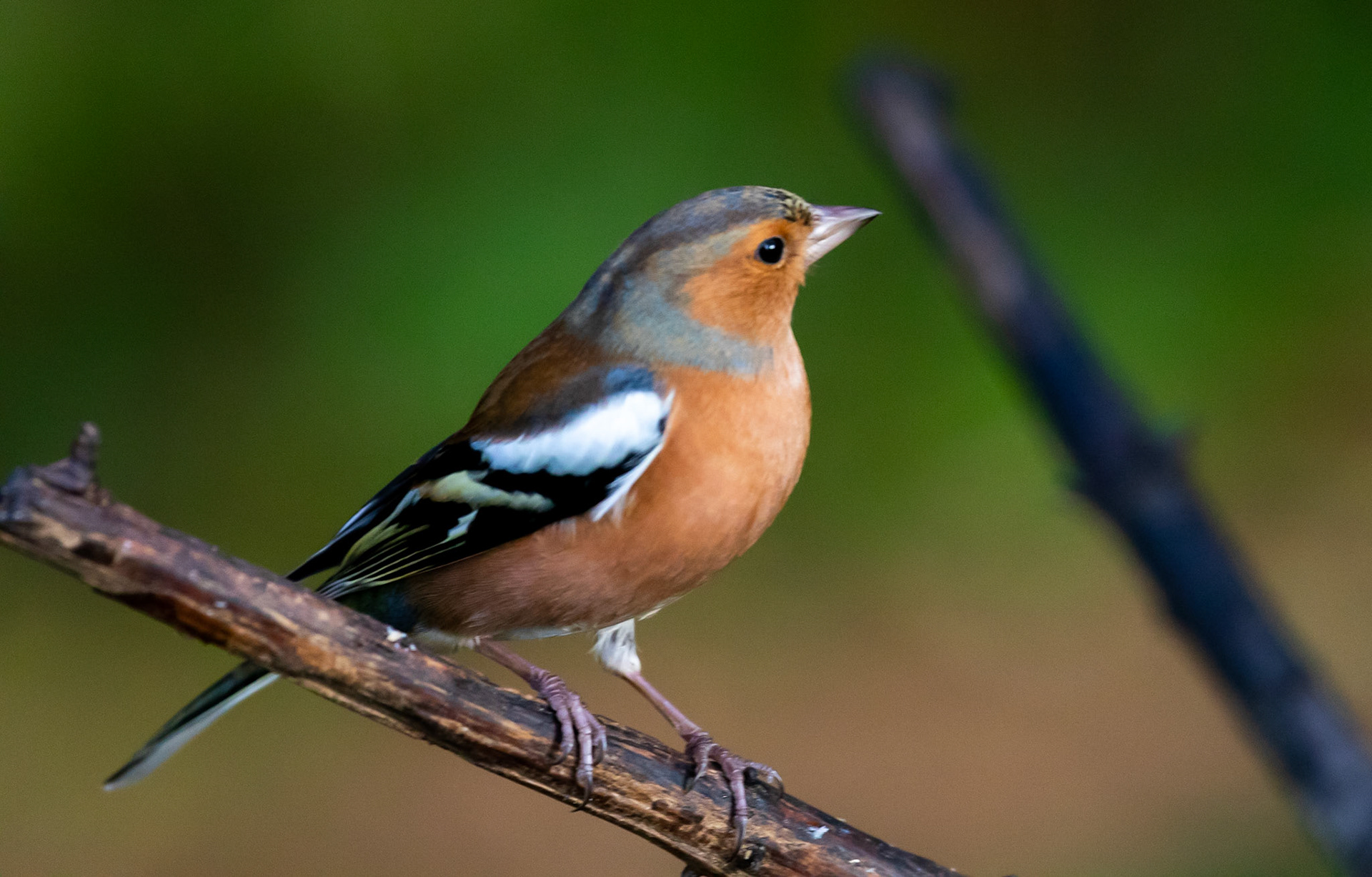 Chaffinch