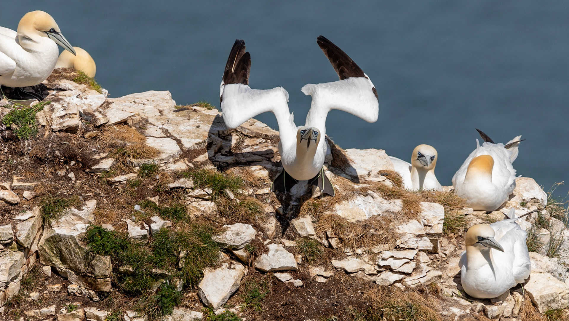 Northern gannet (Morus bassanus)